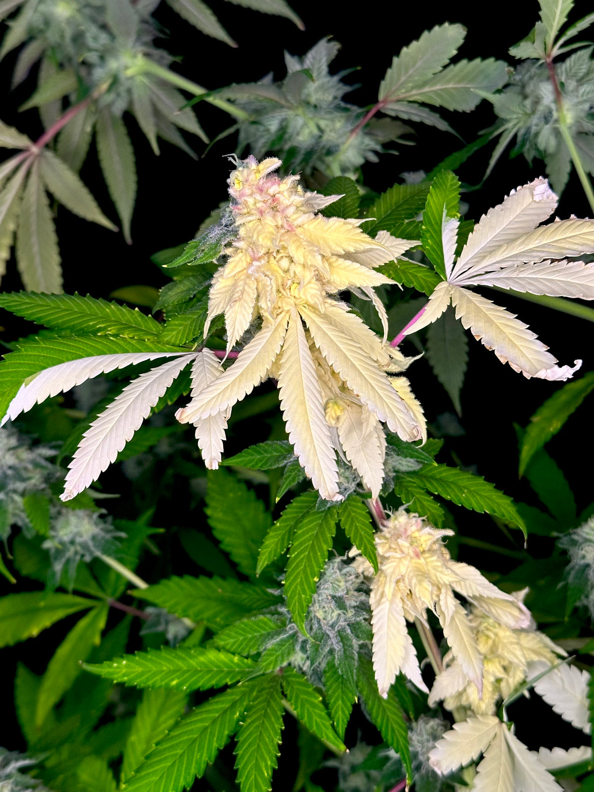 Variegated Parmigiano (Variegated Sour GPP x Guava Mezcal "Cheesus Christ Cut")