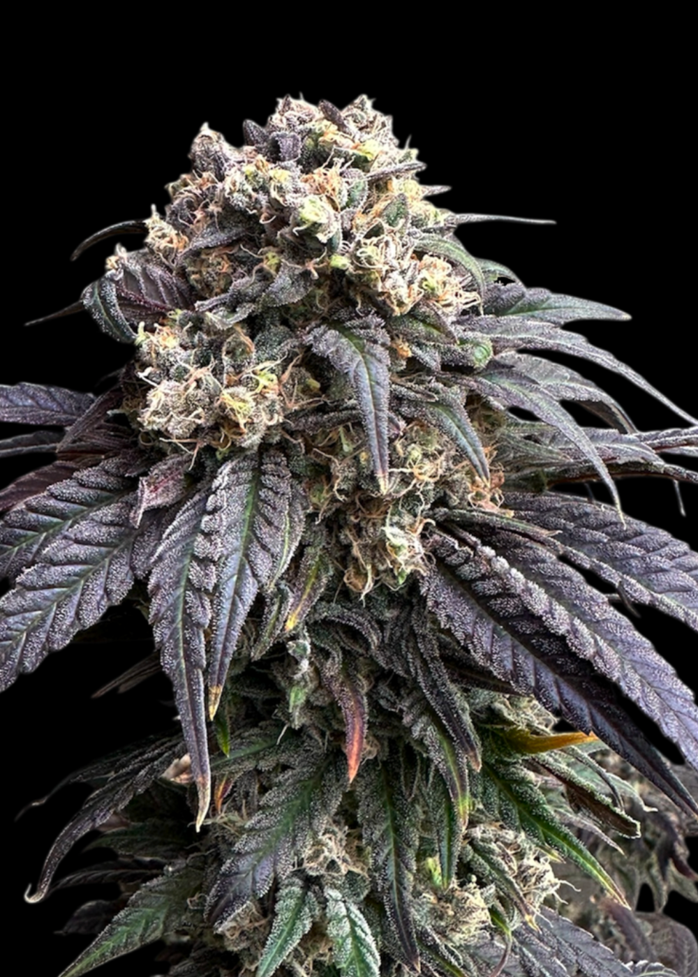 Zacatecas Skunk© Semi F1 Reg