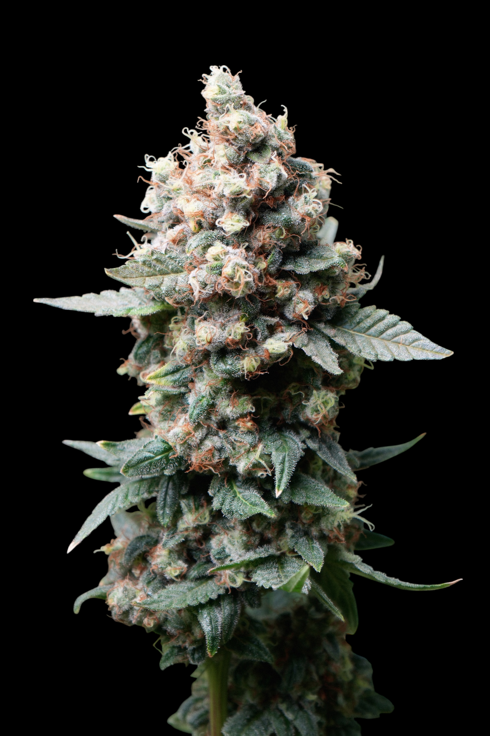 Neon Wasabii© (Wasabii × Mentha de Croco Fern Bx1 Fern)