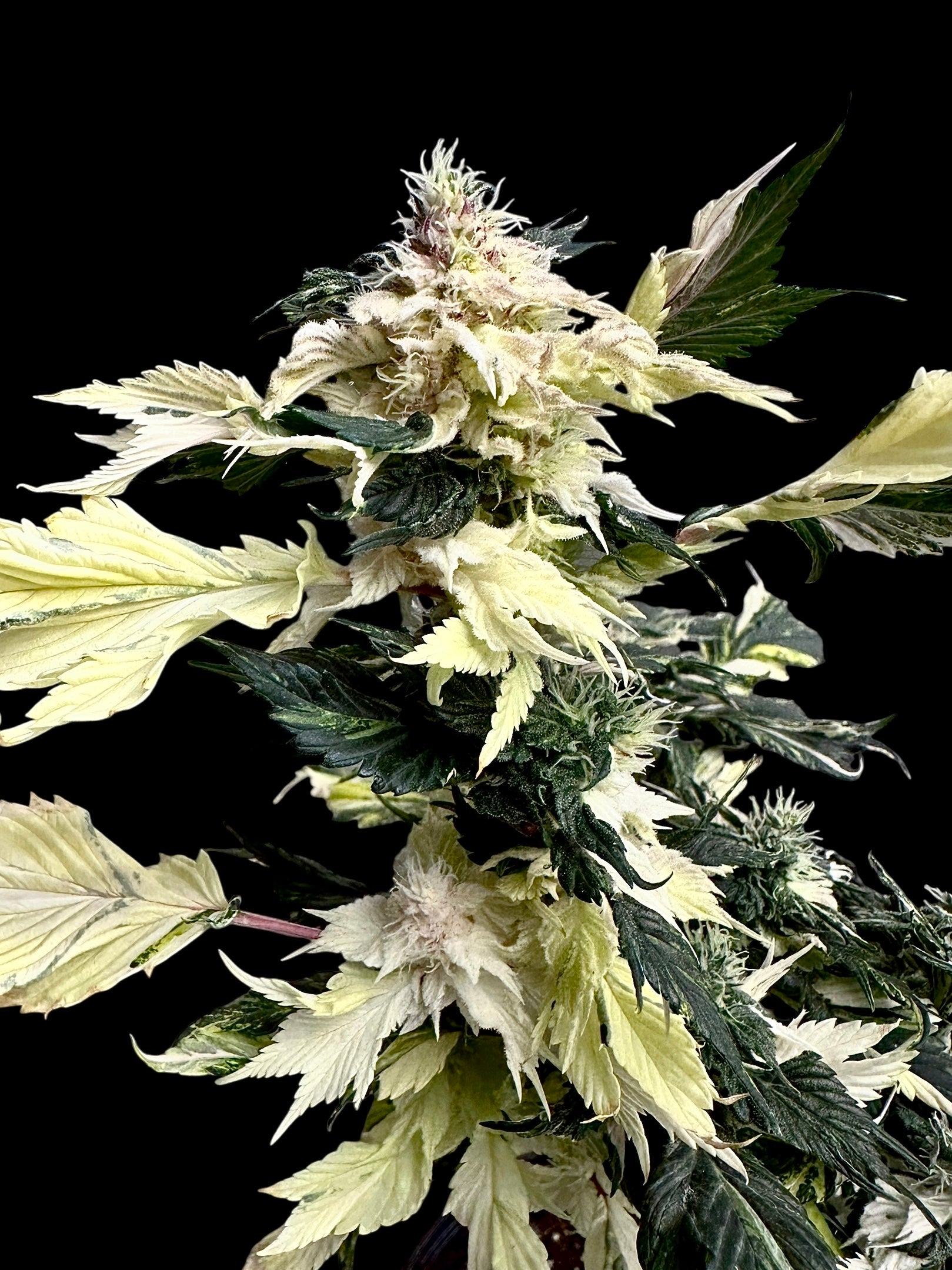 Variegated Sour Picasso© (Pink Pablo x (Sour Diesel Bx3 x Spicy Temptation GPP)
