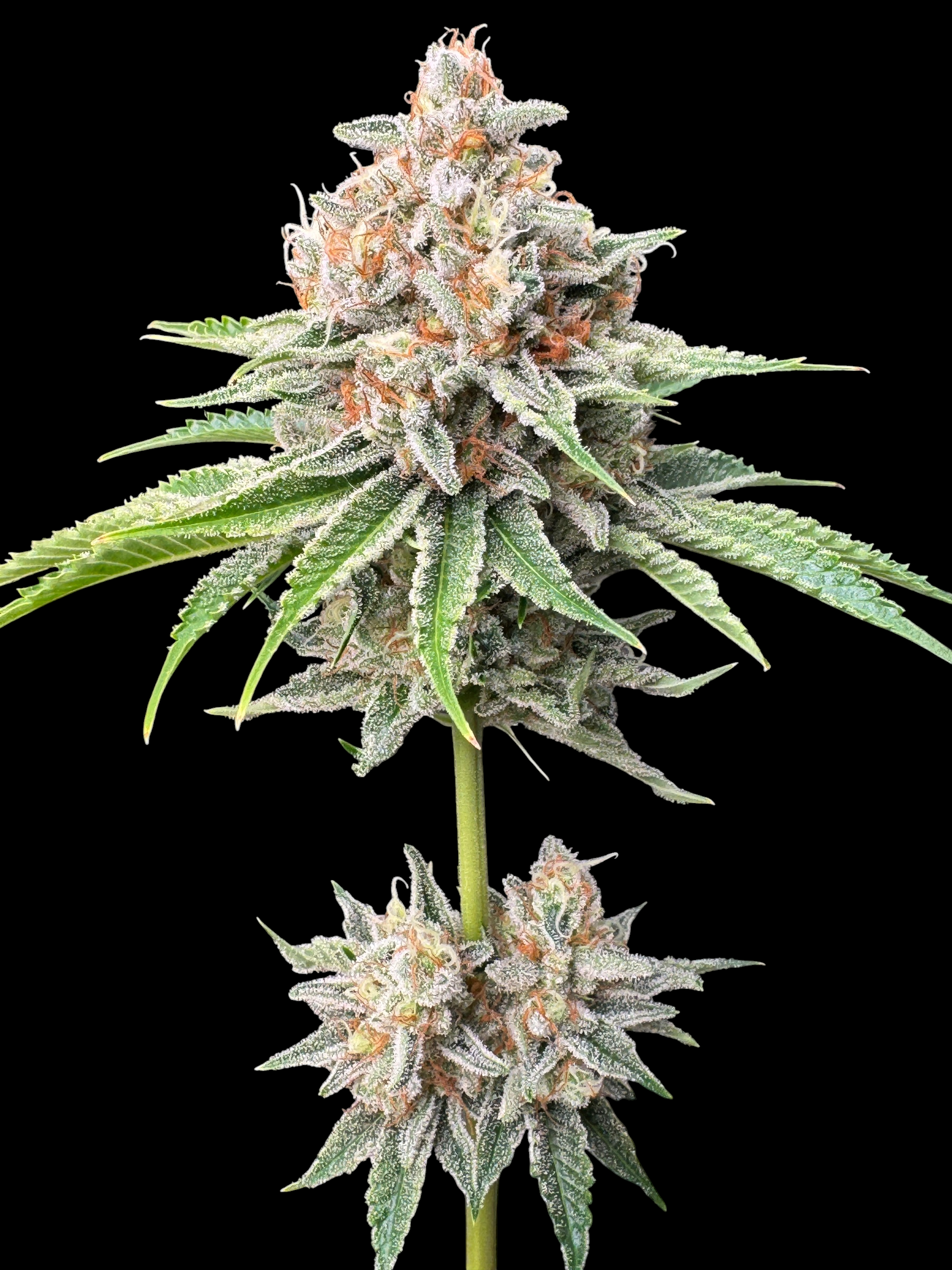 SourCenter OG ((Rainbow Haze "Rainbow Belts Haze Pheno") × Sour Melon)
