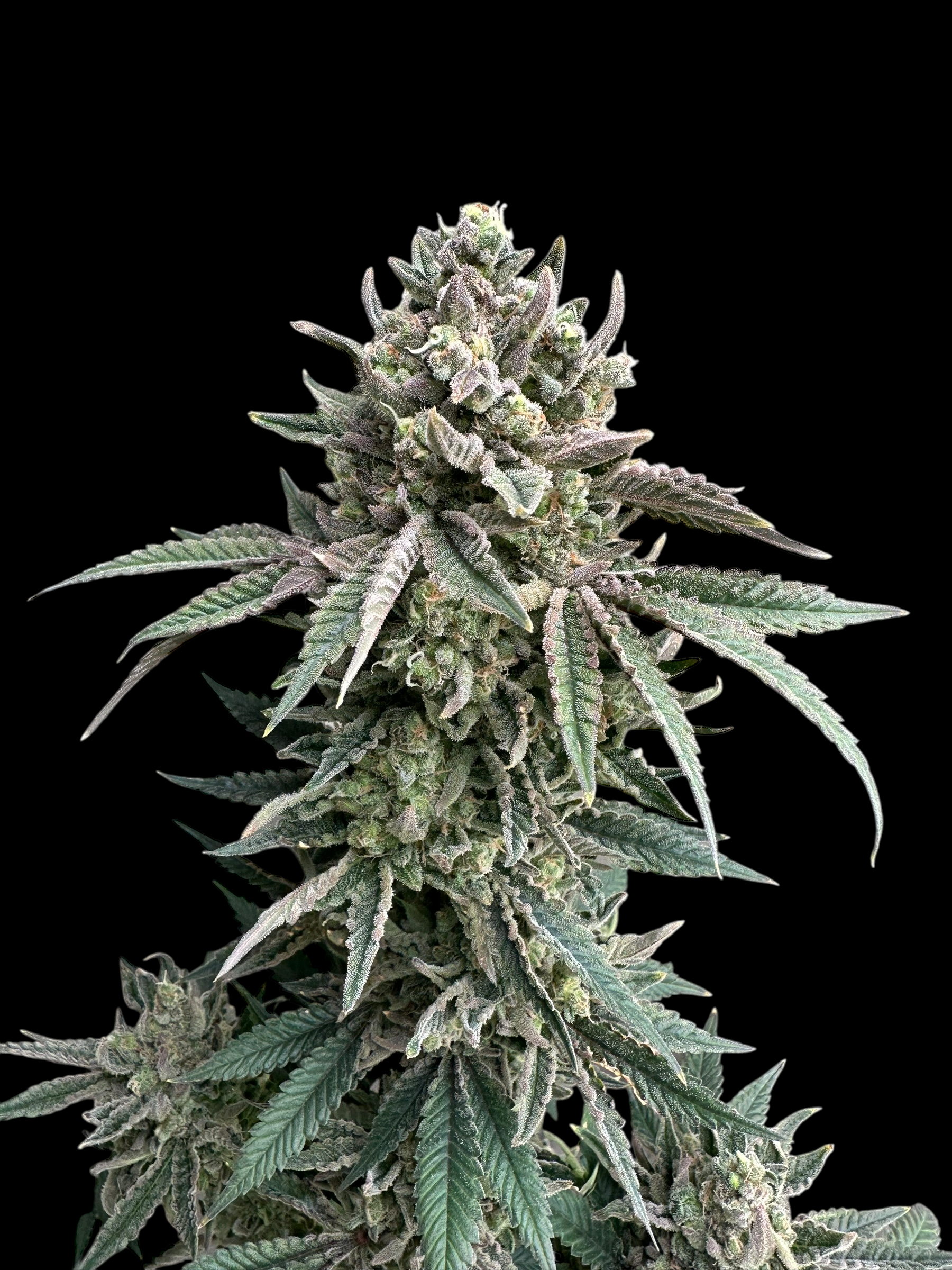 Cheddar Mintz© (Melon Cheddar x Mentha de Croco F1 "Fern-Type")
