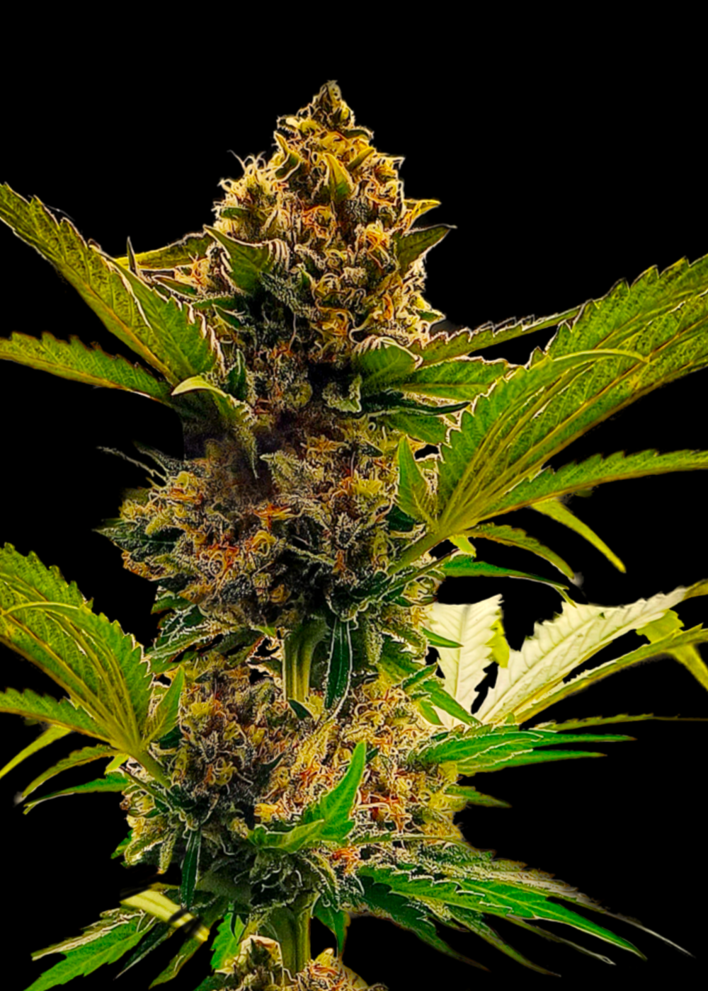 Forgotten Haze Cake ’Amnesia White’© Fem