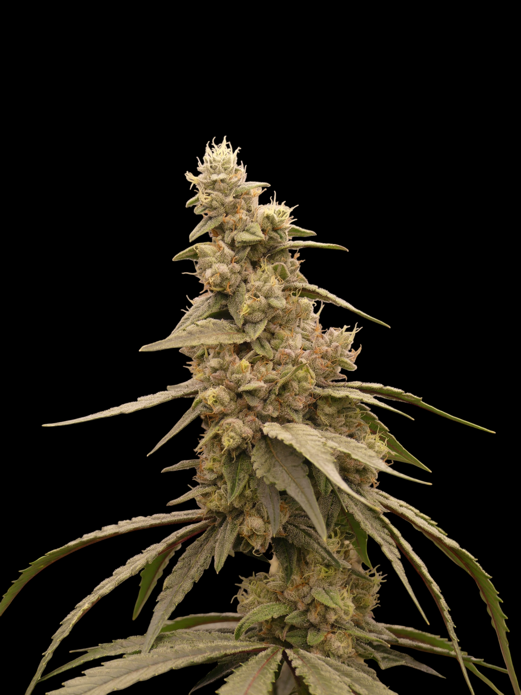 Cheesus Christ S1© Fem