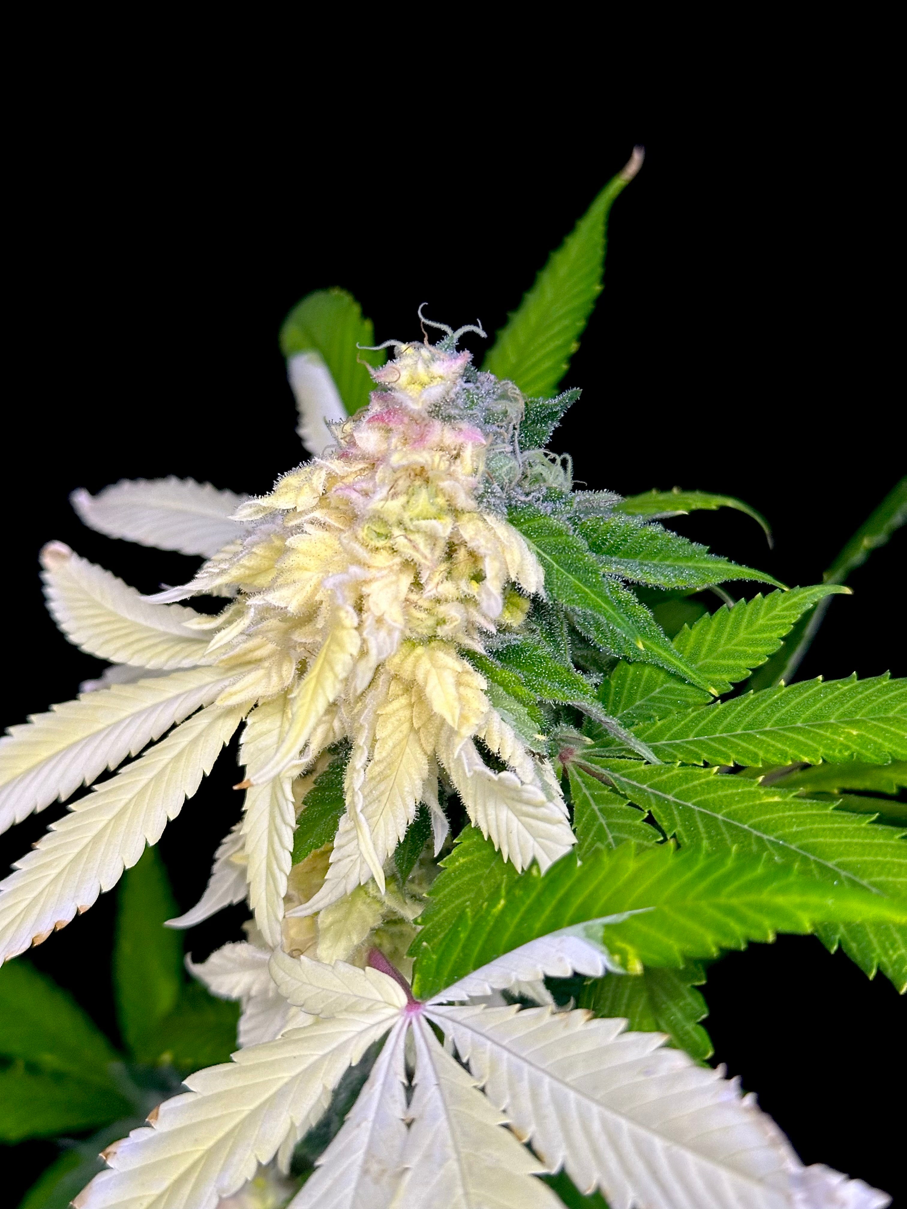 Variegated Parmigiano (Variegated Sour GPP x Guava Mezcal "Cheesus Christ Cut")