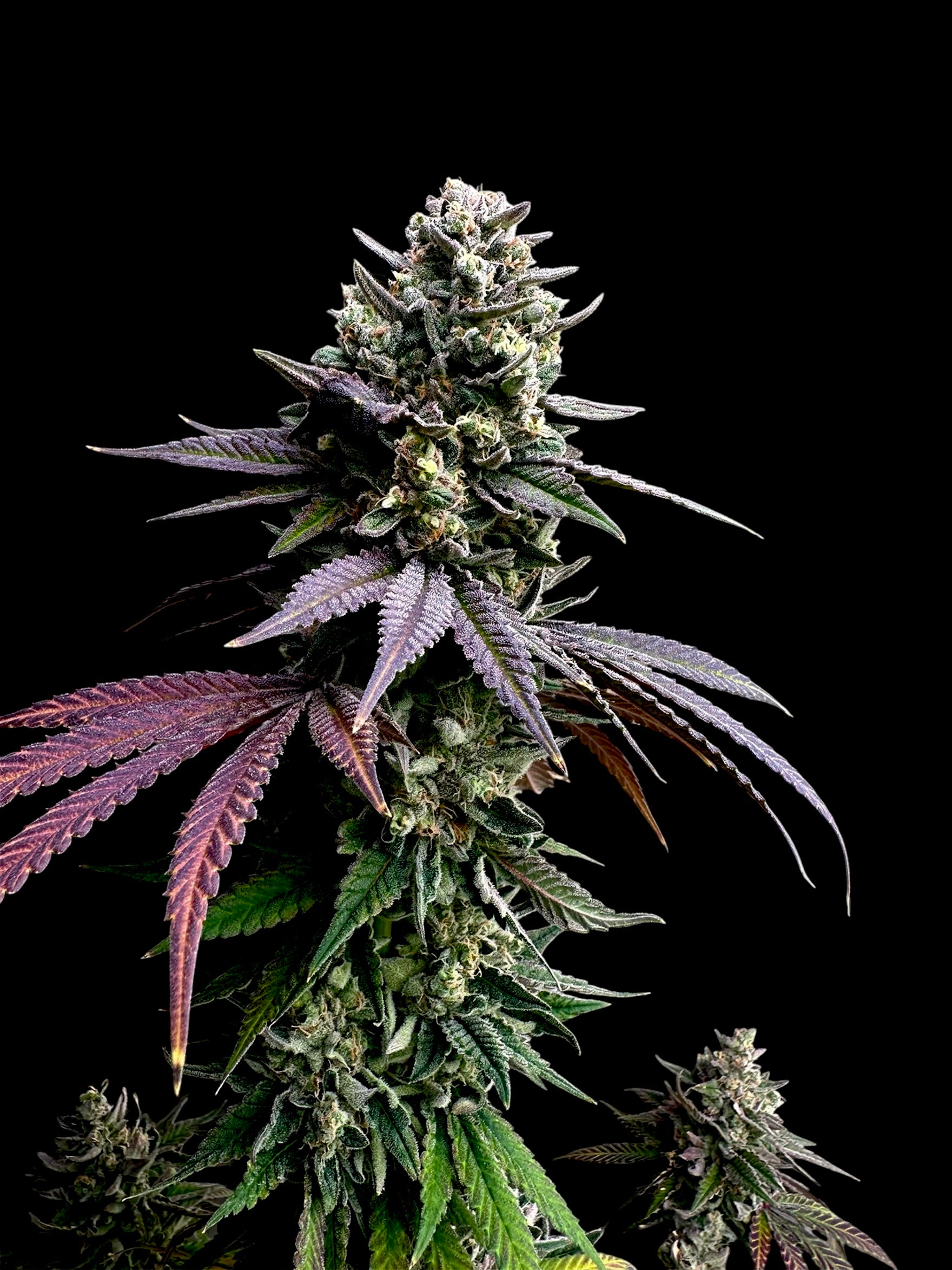 Cheddar Mintz© (Melon Cheddar x Mentha de Croco F1 "Fern-Type")