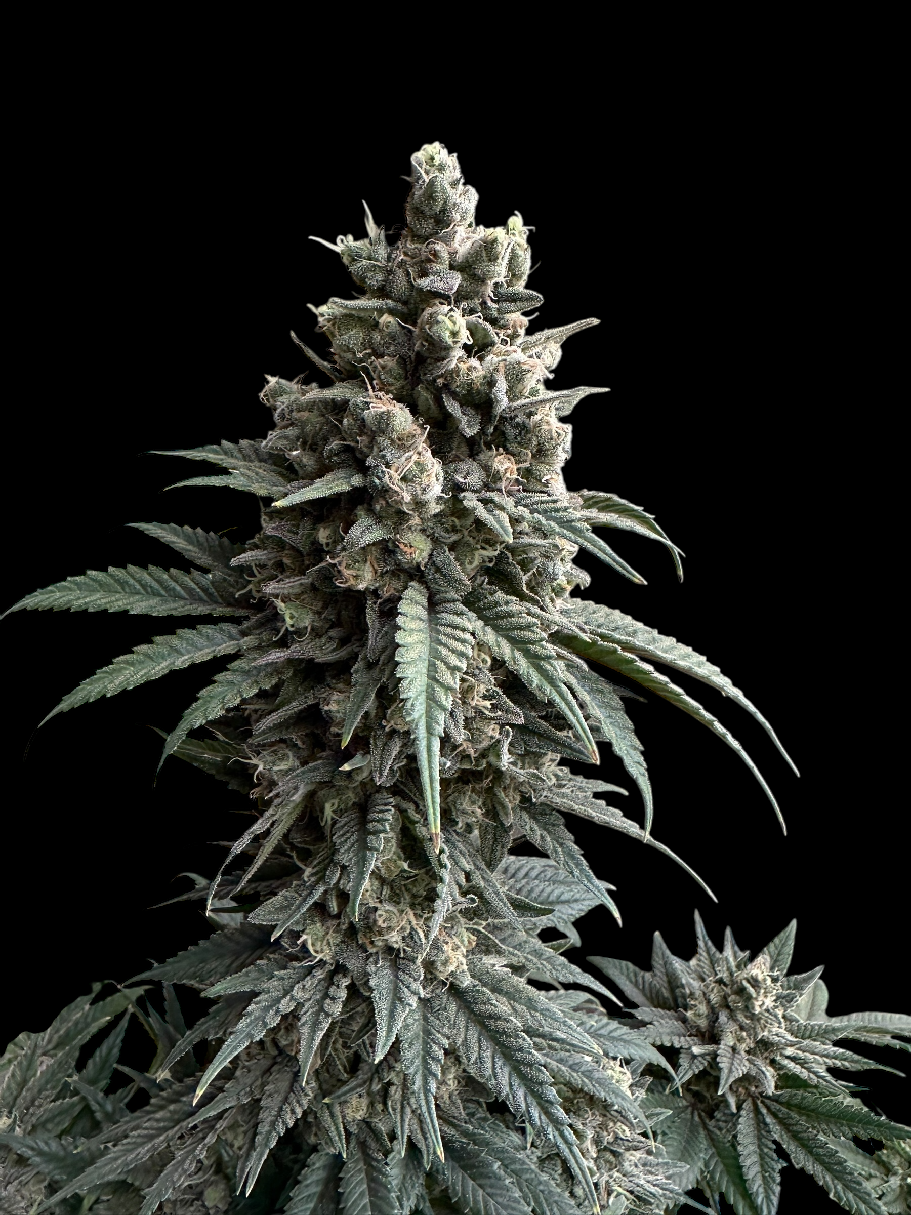 Cheddar Mintz© (Melon Cheddar x Mentha de Croco F1 "Fern-Type")