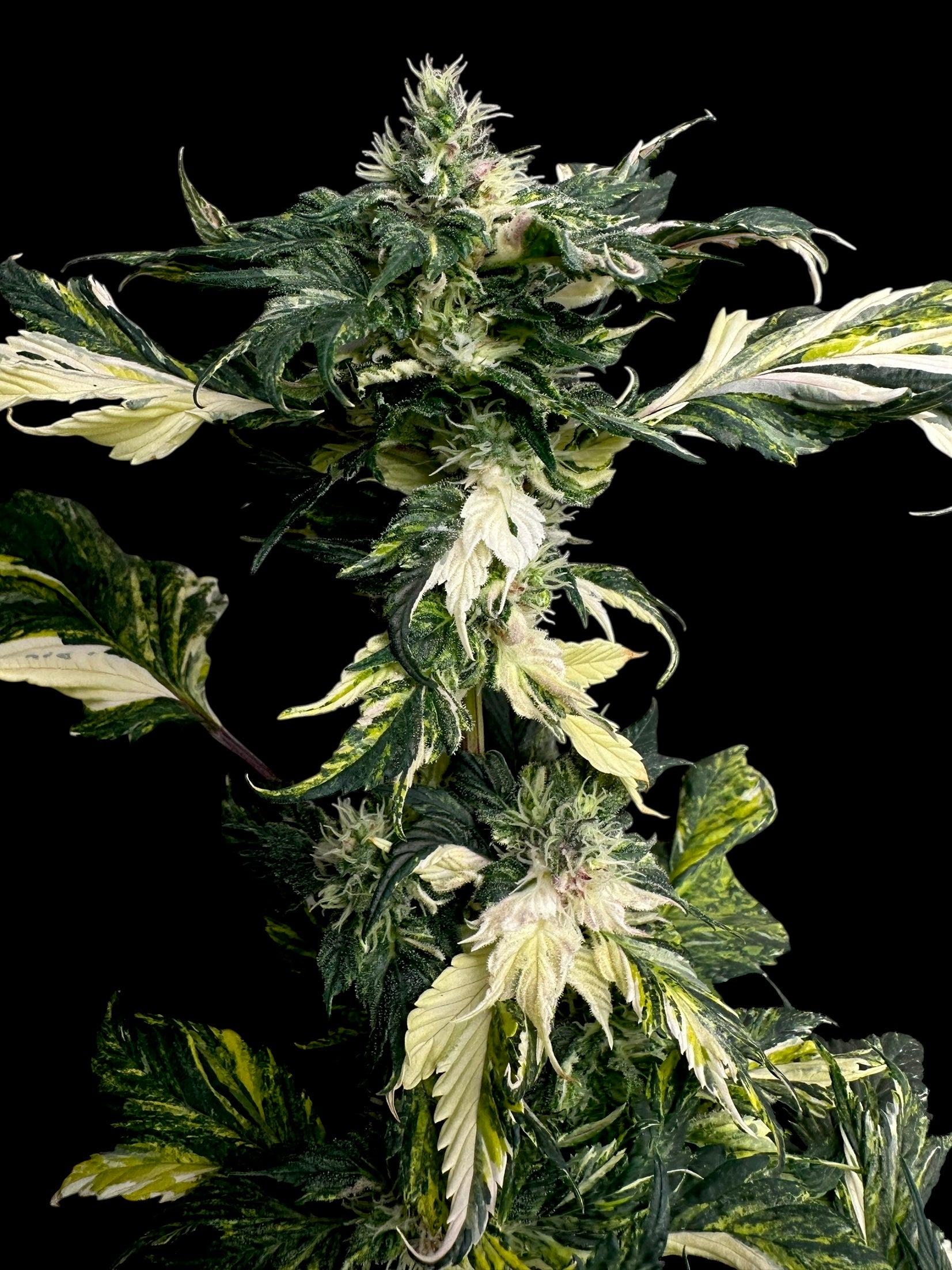 Variegated Sour Picasso© (Pink Pablo x (Sour Diesel Bx3 x Spicy Temptation GPP)