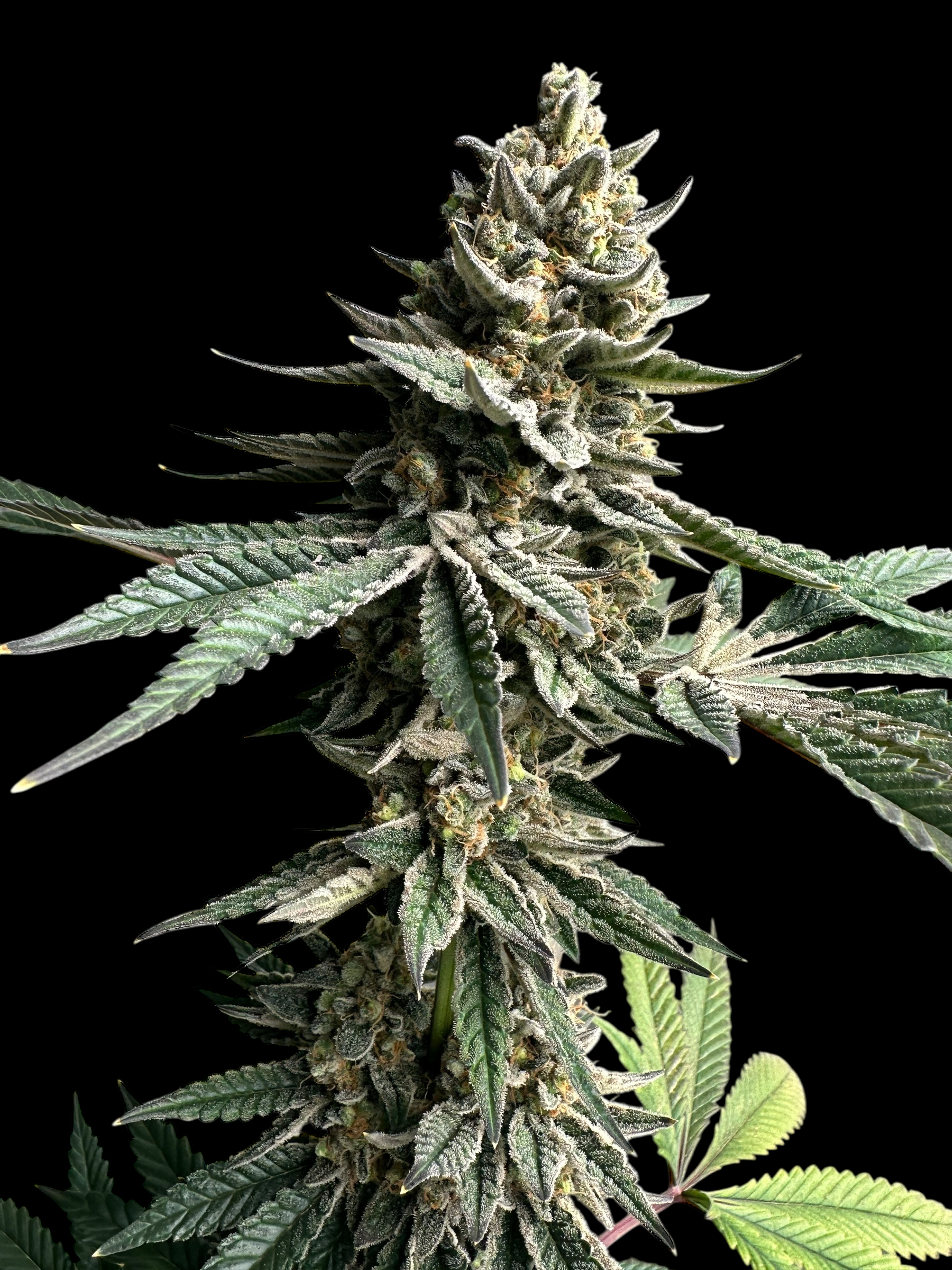 Remintz© (Golden Dust x Mentha de Croco F1 "Fern-Type")