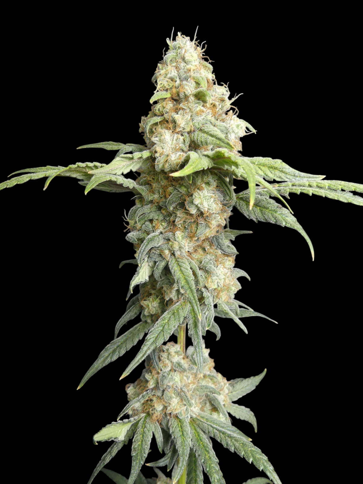 ZITRO© (Zi Melon × Mentha de Croco Fern Bx1)