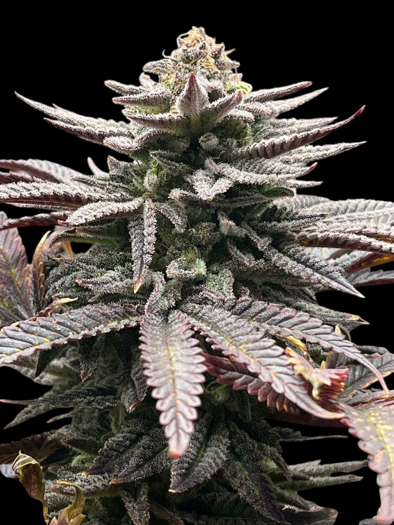 Super Menthol Haze© (Super Lemon Haze x Mentha de Croco Bx1 Fern)
