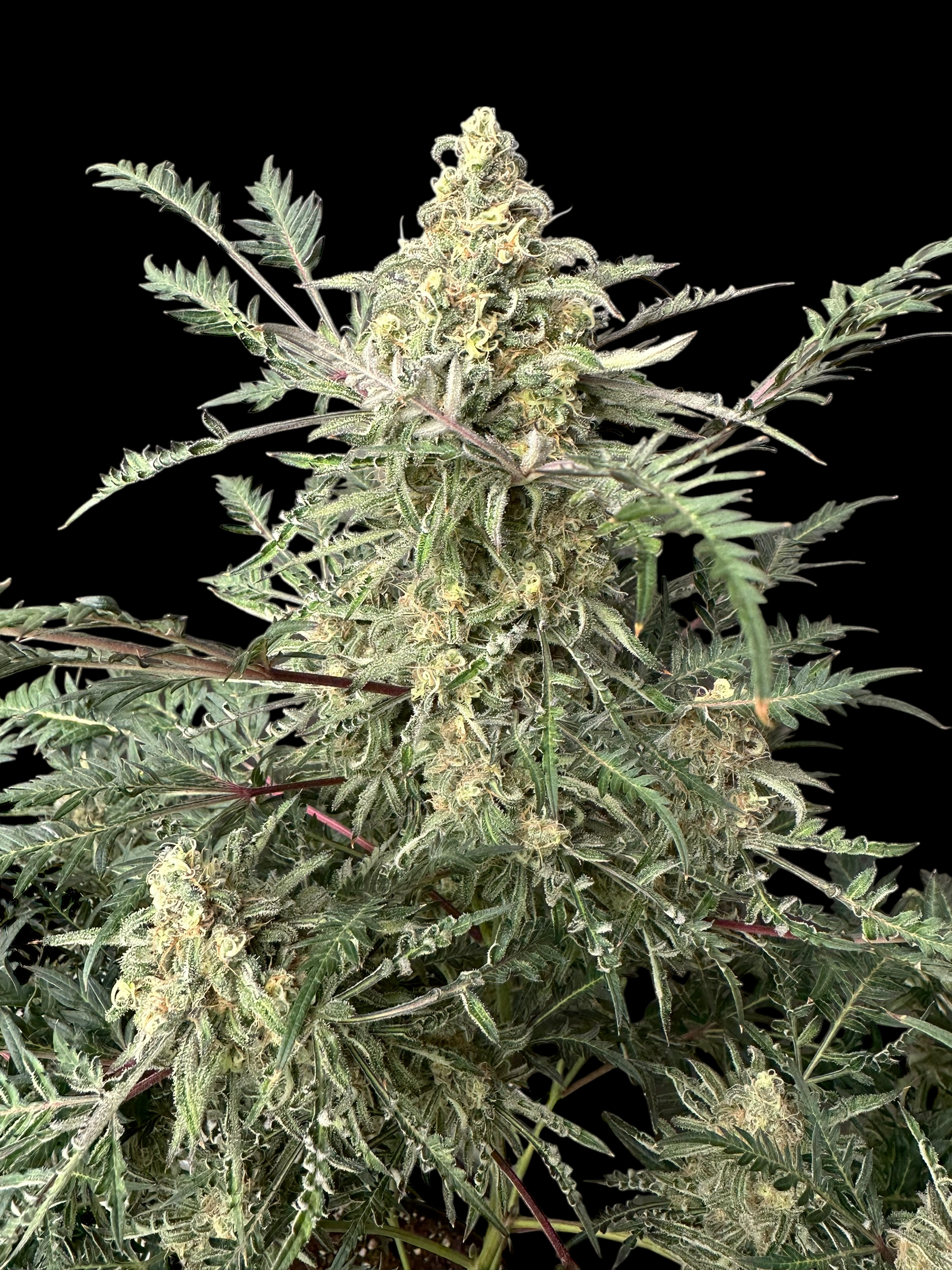 Chem Raptor© (Mentha de Croco #51 F2 × Mentha de Croco "Fusion Raptor F3")