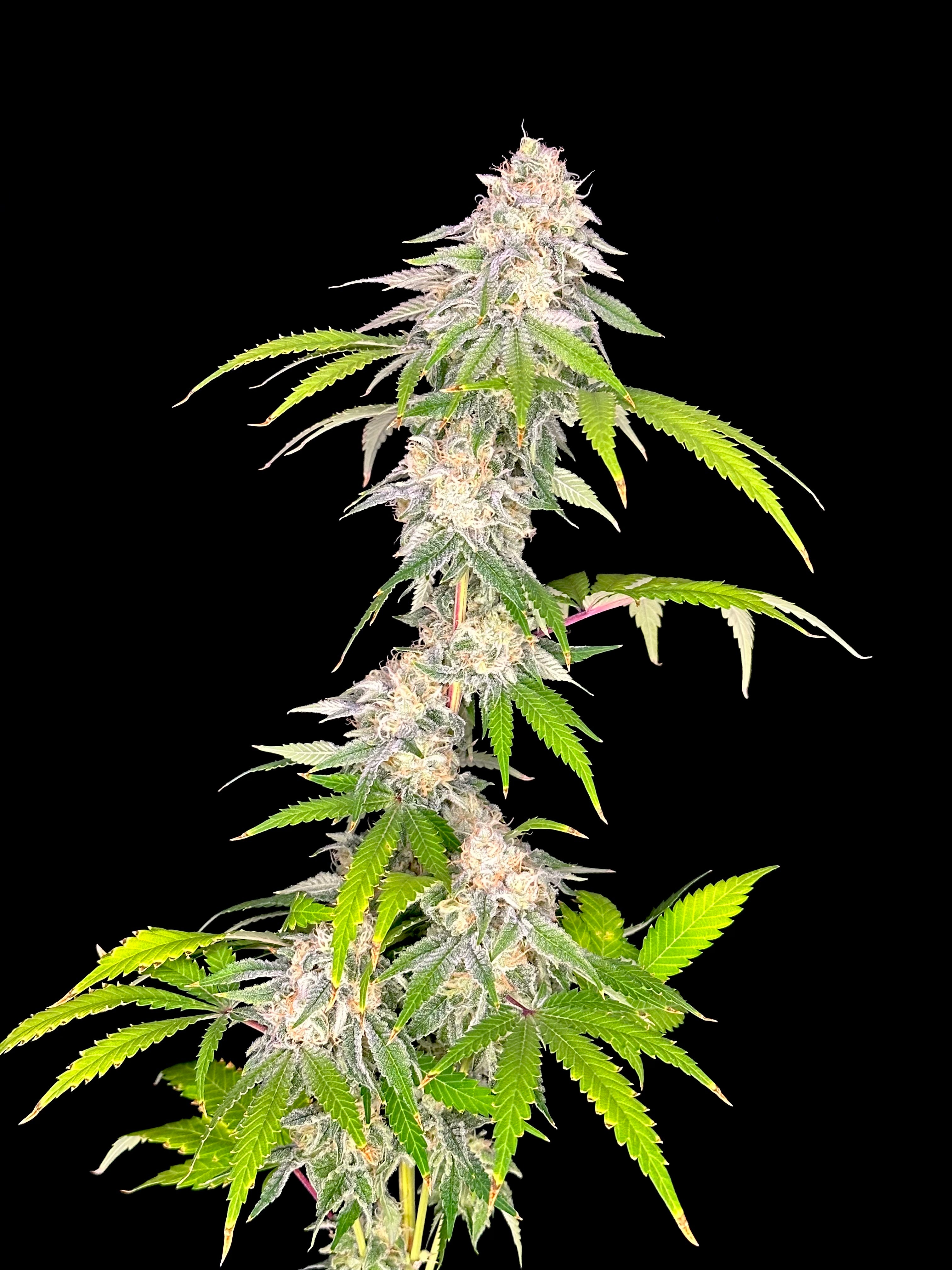 Neon Wasabii© (Wasabii × Mentha de Croco Fern Bx1 Fern)
