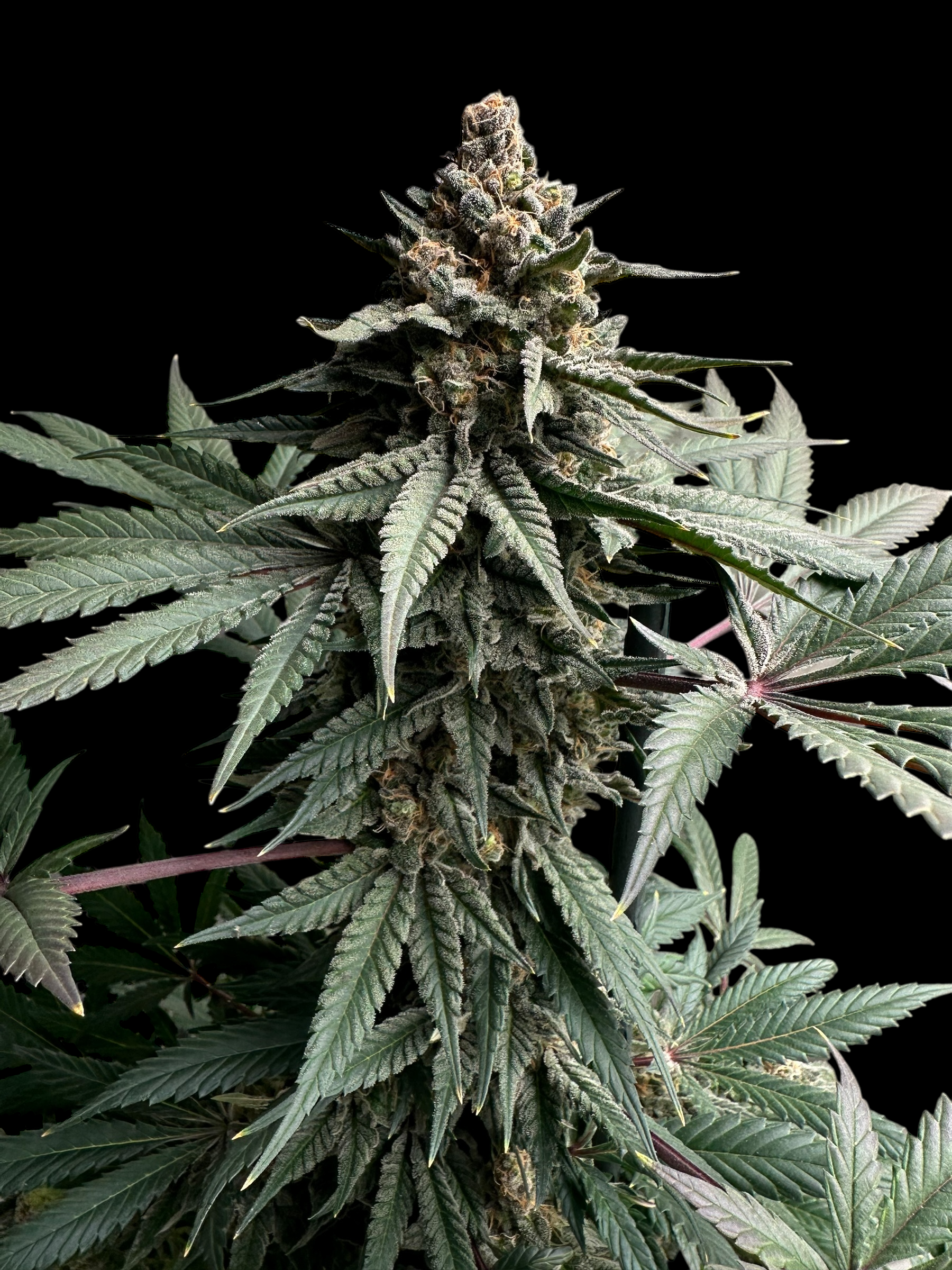 Remintz© (Golden Dust x Mentha de Croco F1 "Fern-Type")