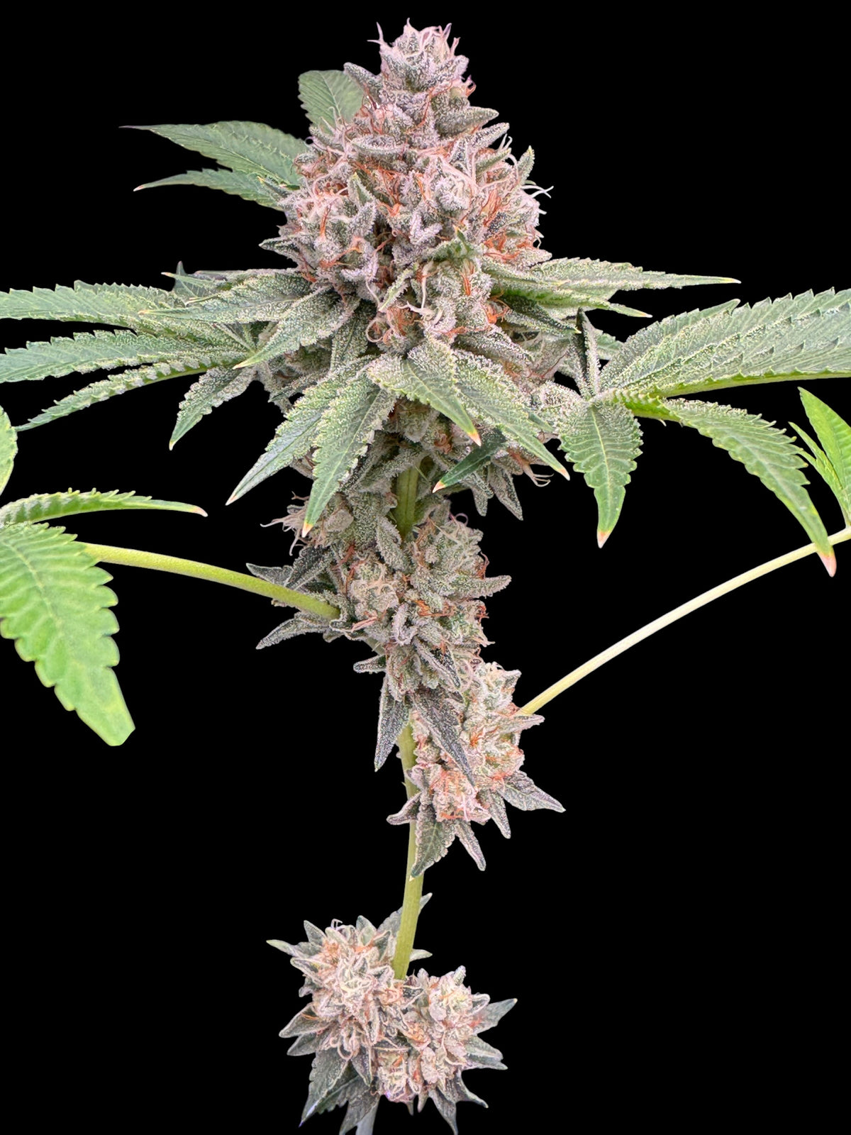 GaZ (Zbx1 F2 x Sour Melon)