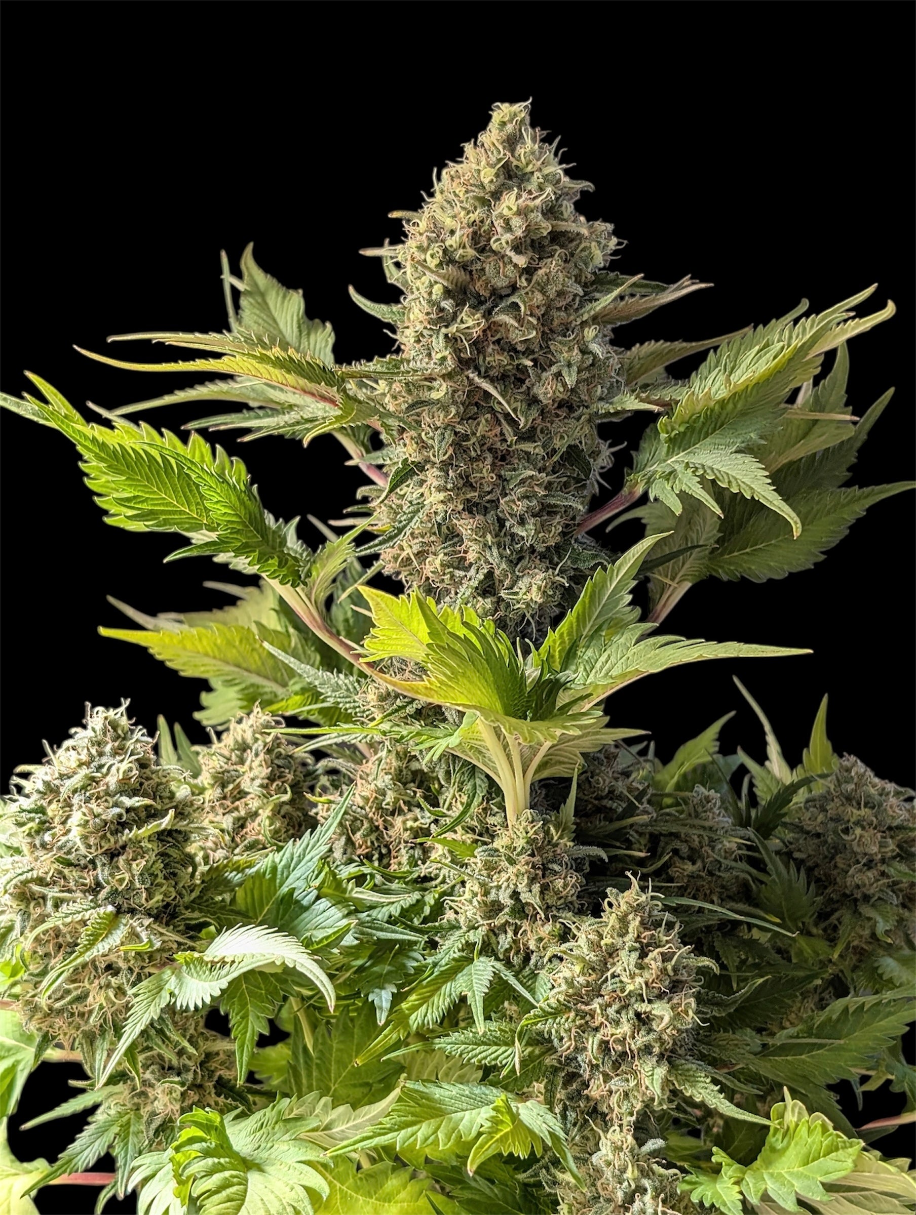 Alien Cheddar Mintz© Mutant Reg