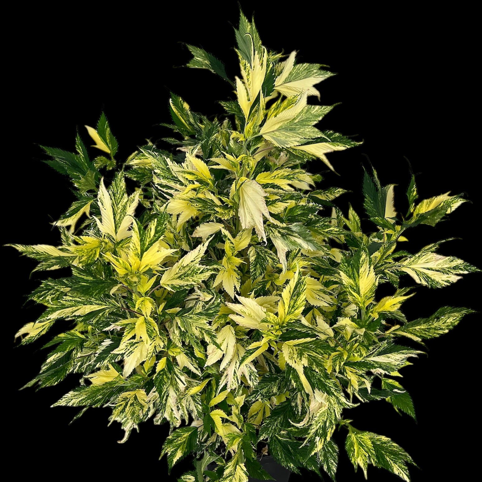 Variegated Sour GPP© (Sour GPP Variegated x (Sour Diesel Bx3 x Spicy Temptation GPP)