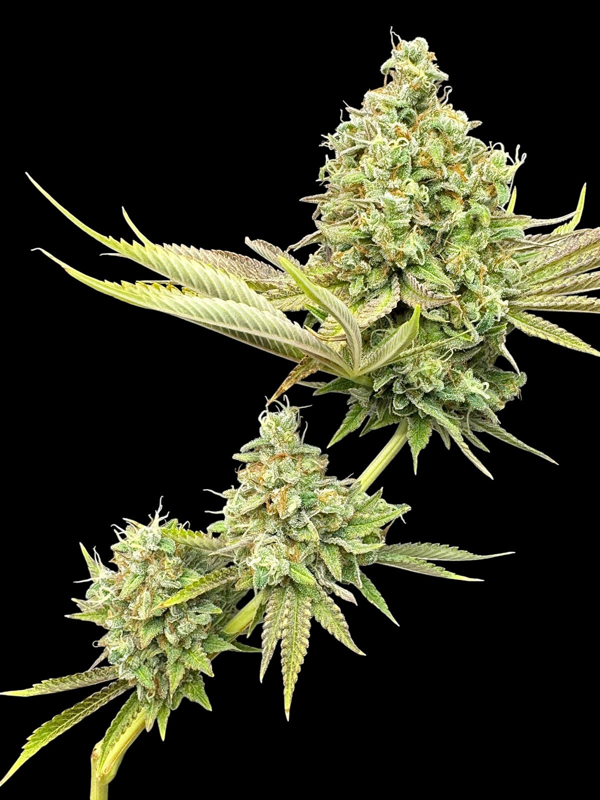 Dirty Sour© (Sour Diesel Bx2 x Mentha de Croco Bx1 Fern)