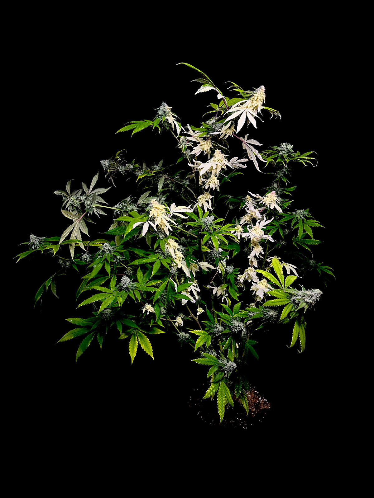 Variegated Parmigiano (Variegated Sour GPP x Guava Mezcal "Cheesus Christ Cut")