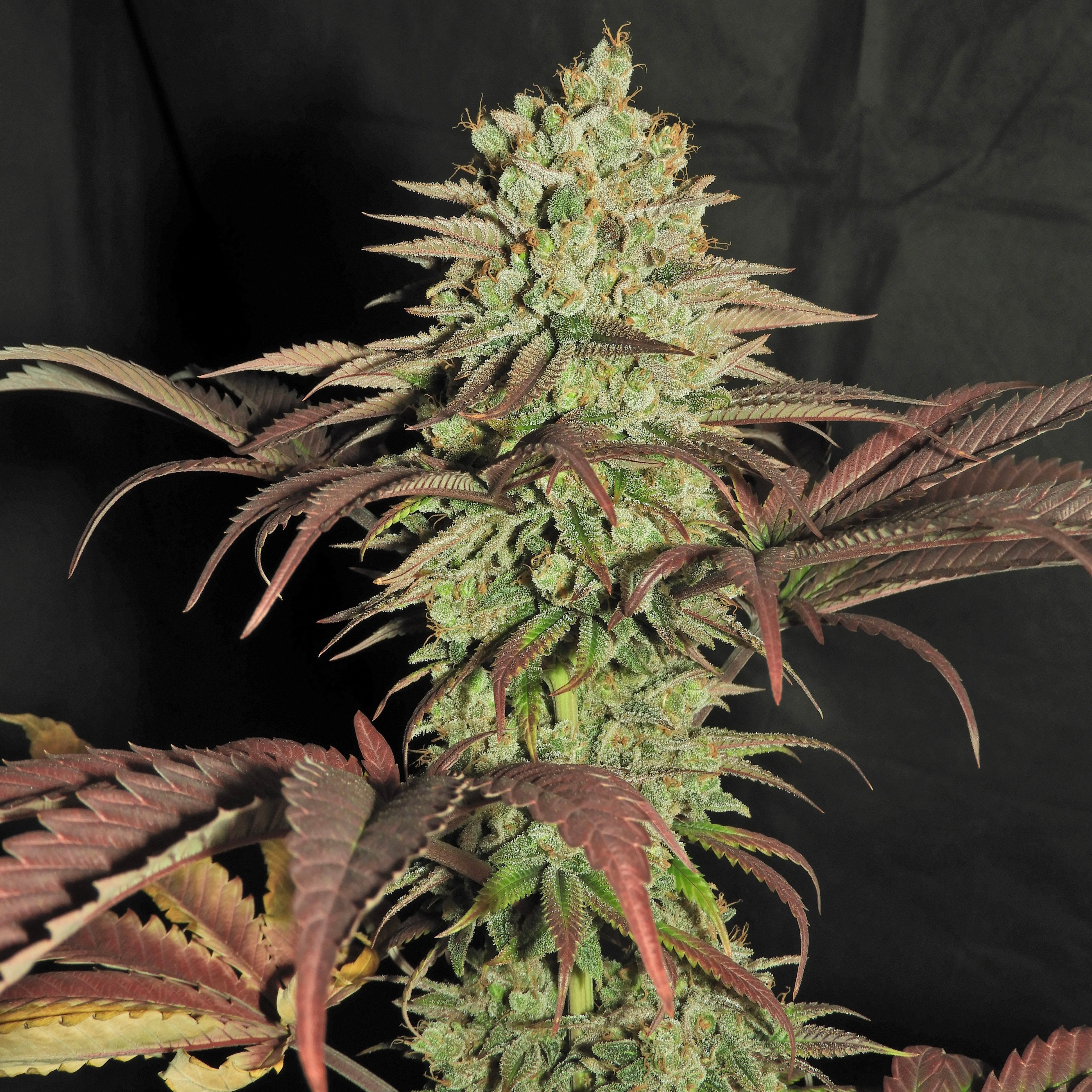 Haze D’Lux© Fem *LIMITED*
