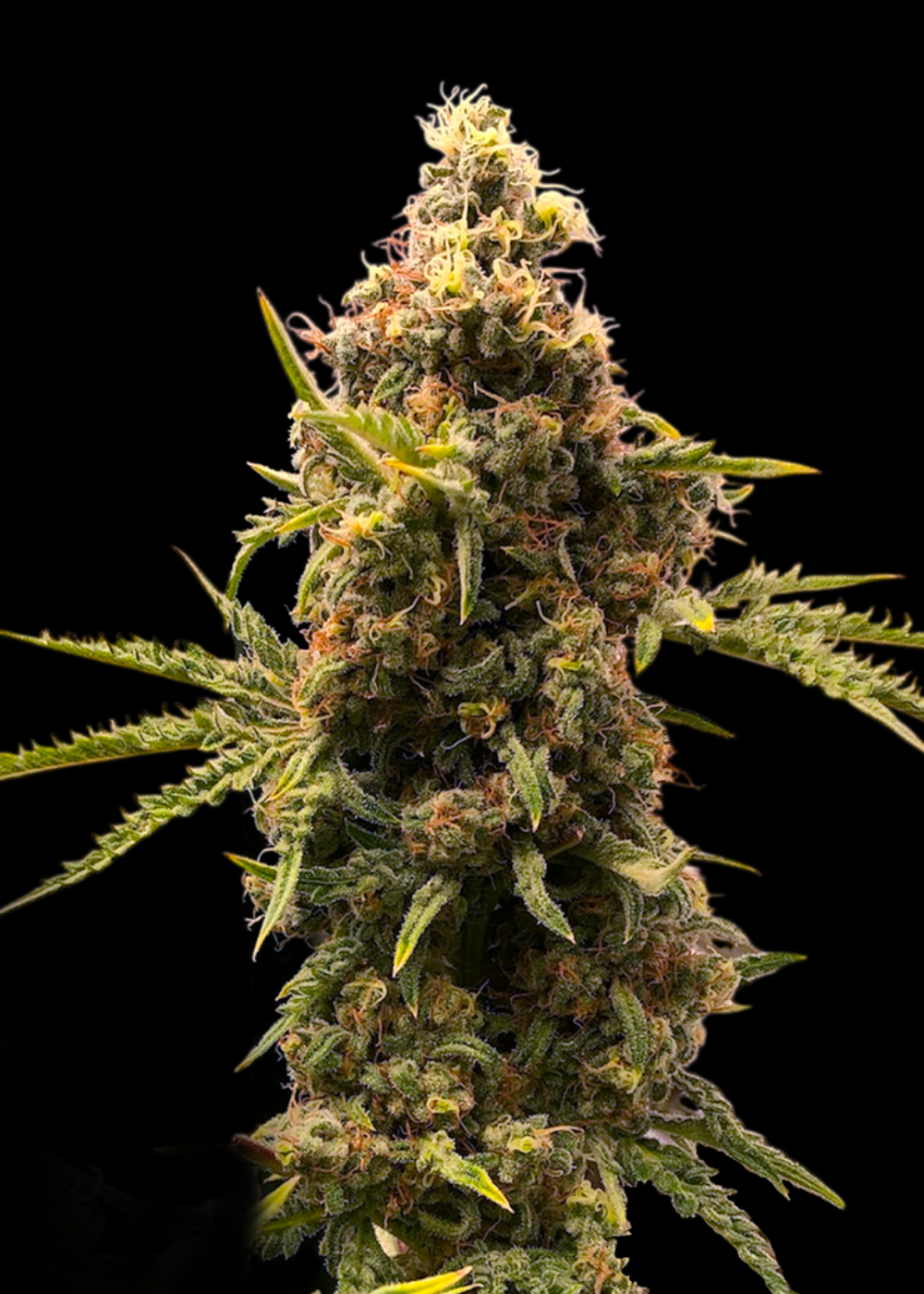 Mentha de Croco "Chem Raptor"© Reg