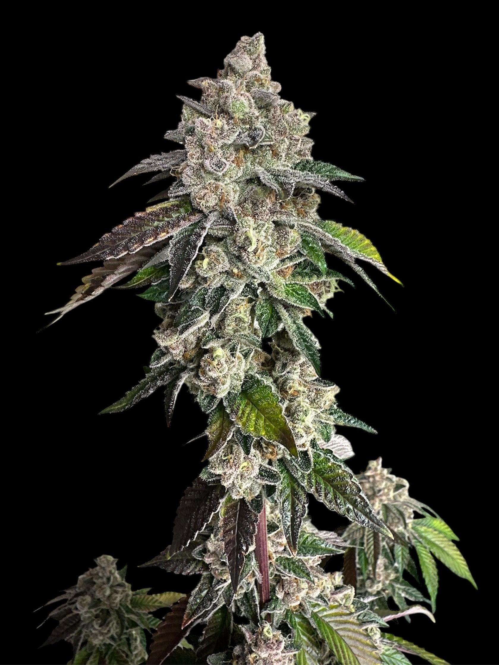 Mandarin Squeeze© (Forbidden Fruit Cake x Old Widow 90’s)