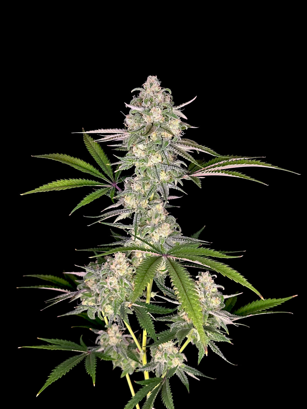 Fruit Trees© (Forbidden Fruit Cake x Mentha de Croco Bx1 Fern)