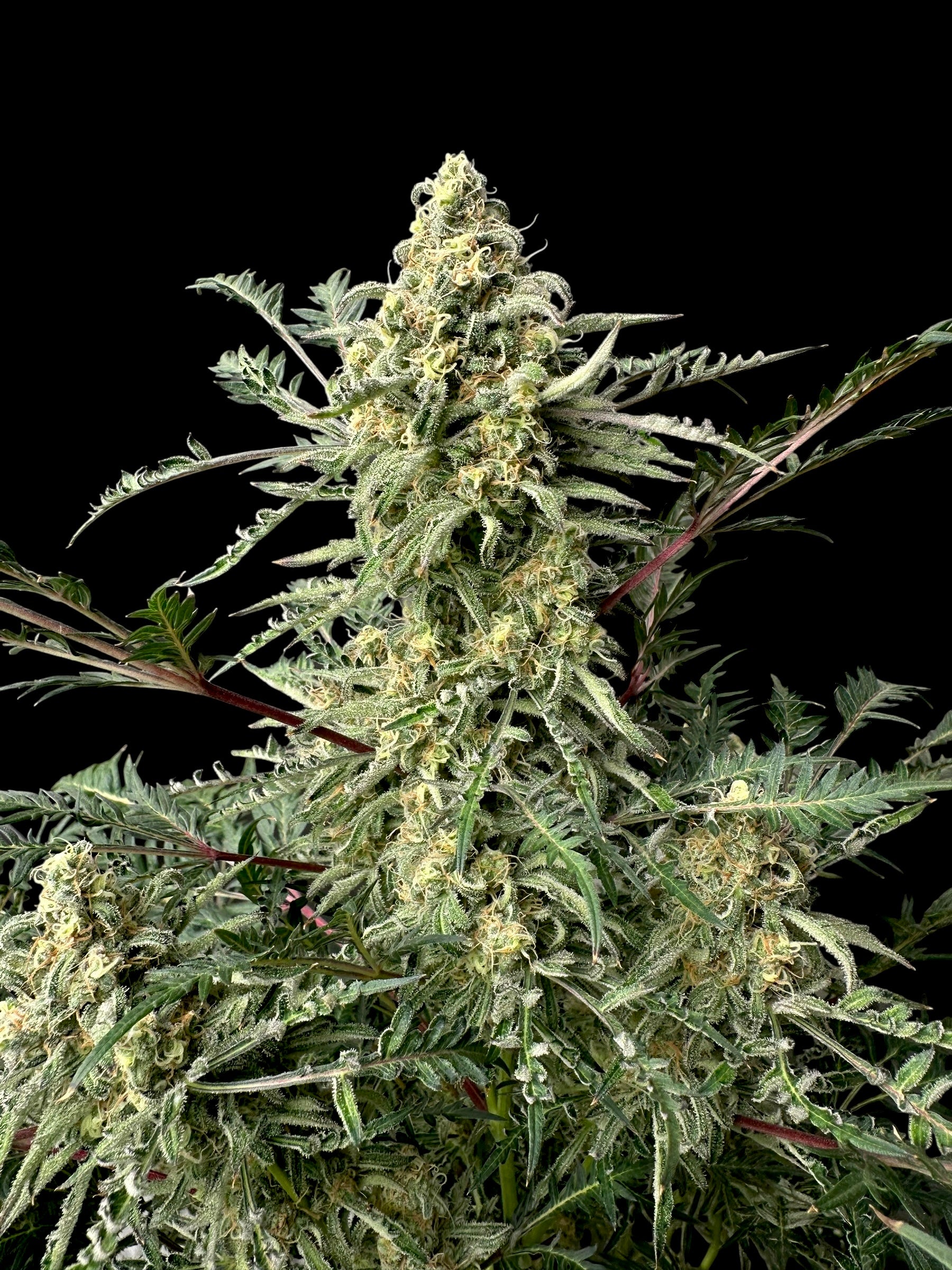 Mentha de Croco "Chem Raptor"© Reg