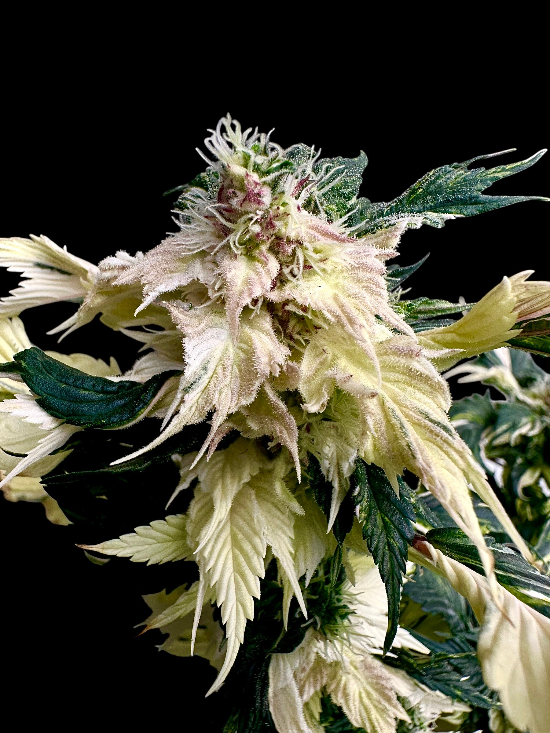 Variegated Sour Picasso© (Pink Pablo x (Sour Diesel Bx3 x Spicy Temptation GPP)