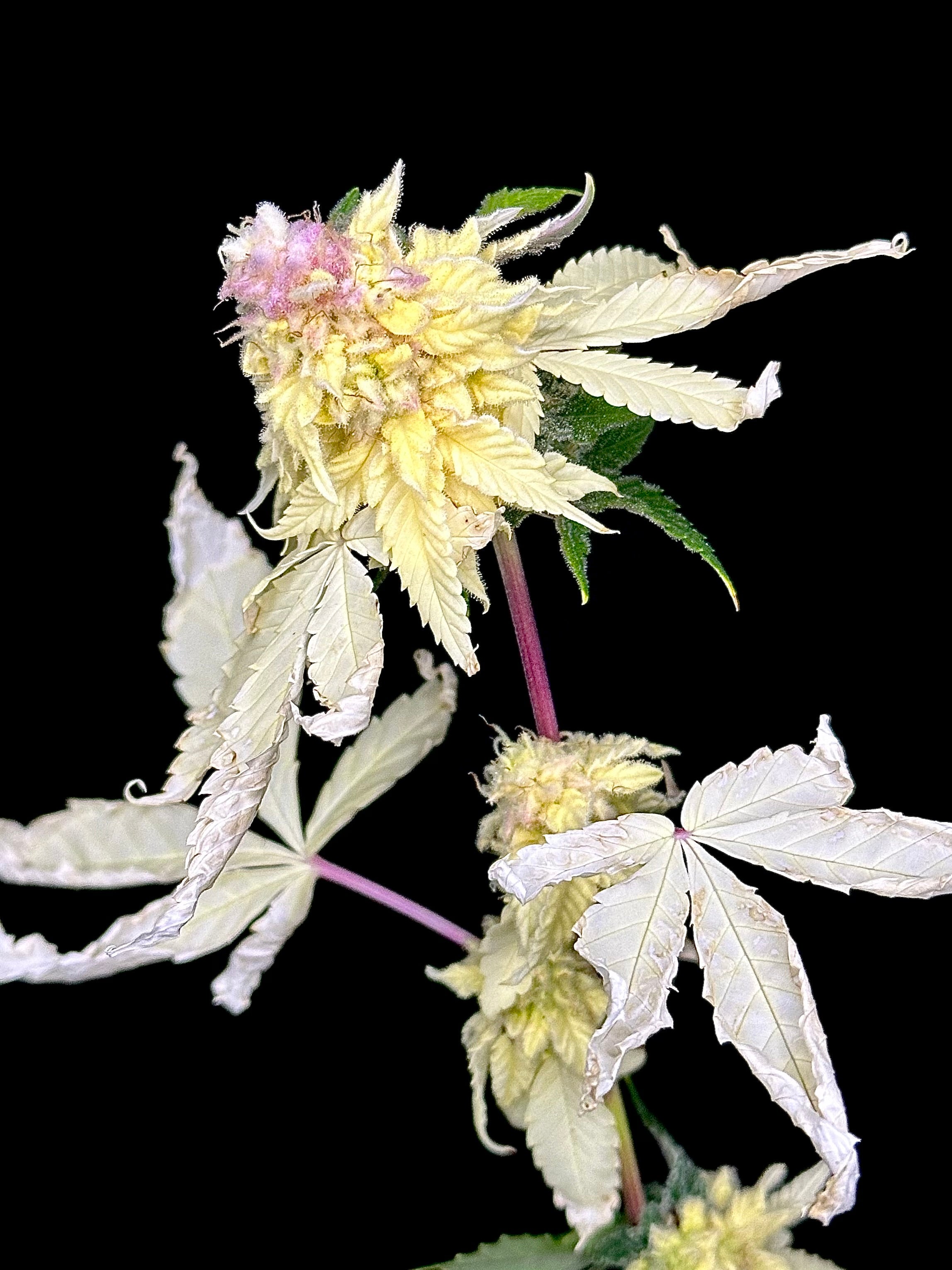 Variegated Parmigiano (Variegated Sour GPP x Guava Mezcal "Cheesus Christ Cut")