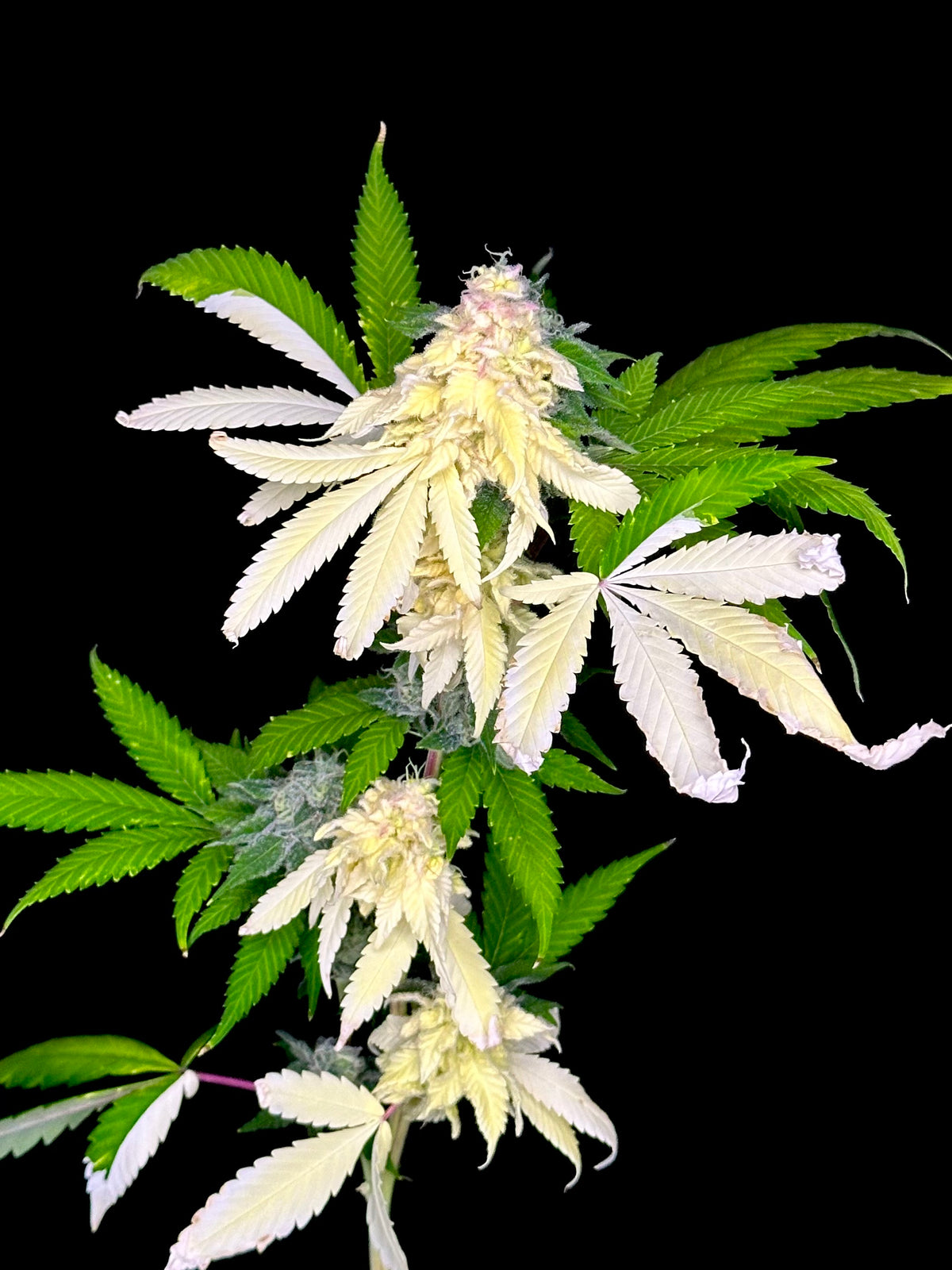 Variegated Parmigiano (Variegated Sour GPP x Guava Mezcal "Cheesus Christ Cut")