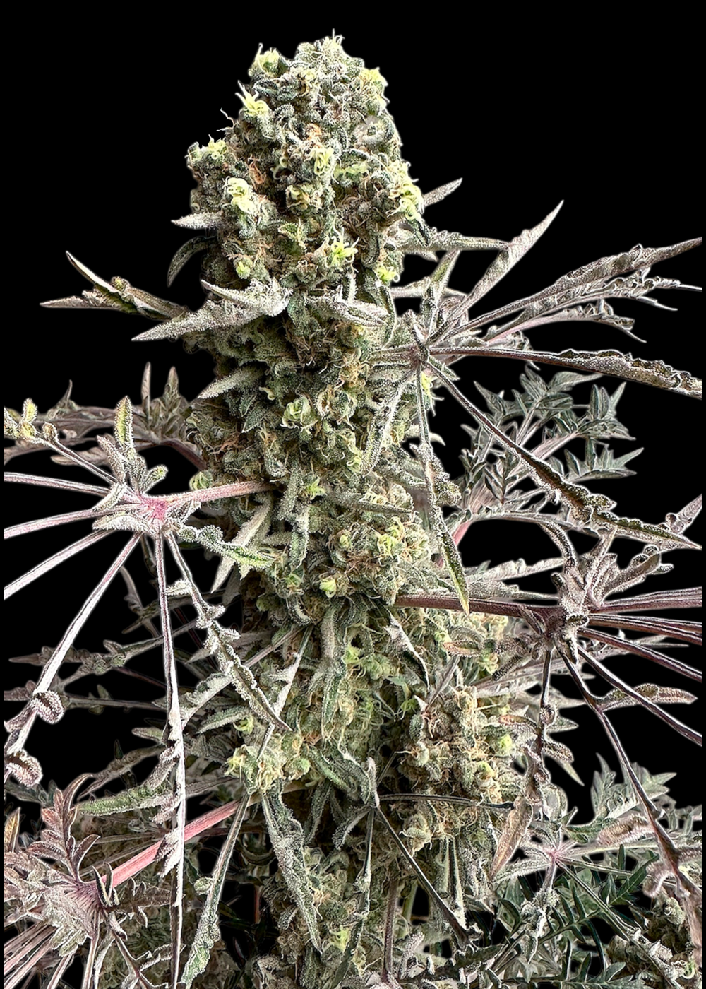 Mentha de Croco© Bx1 F2