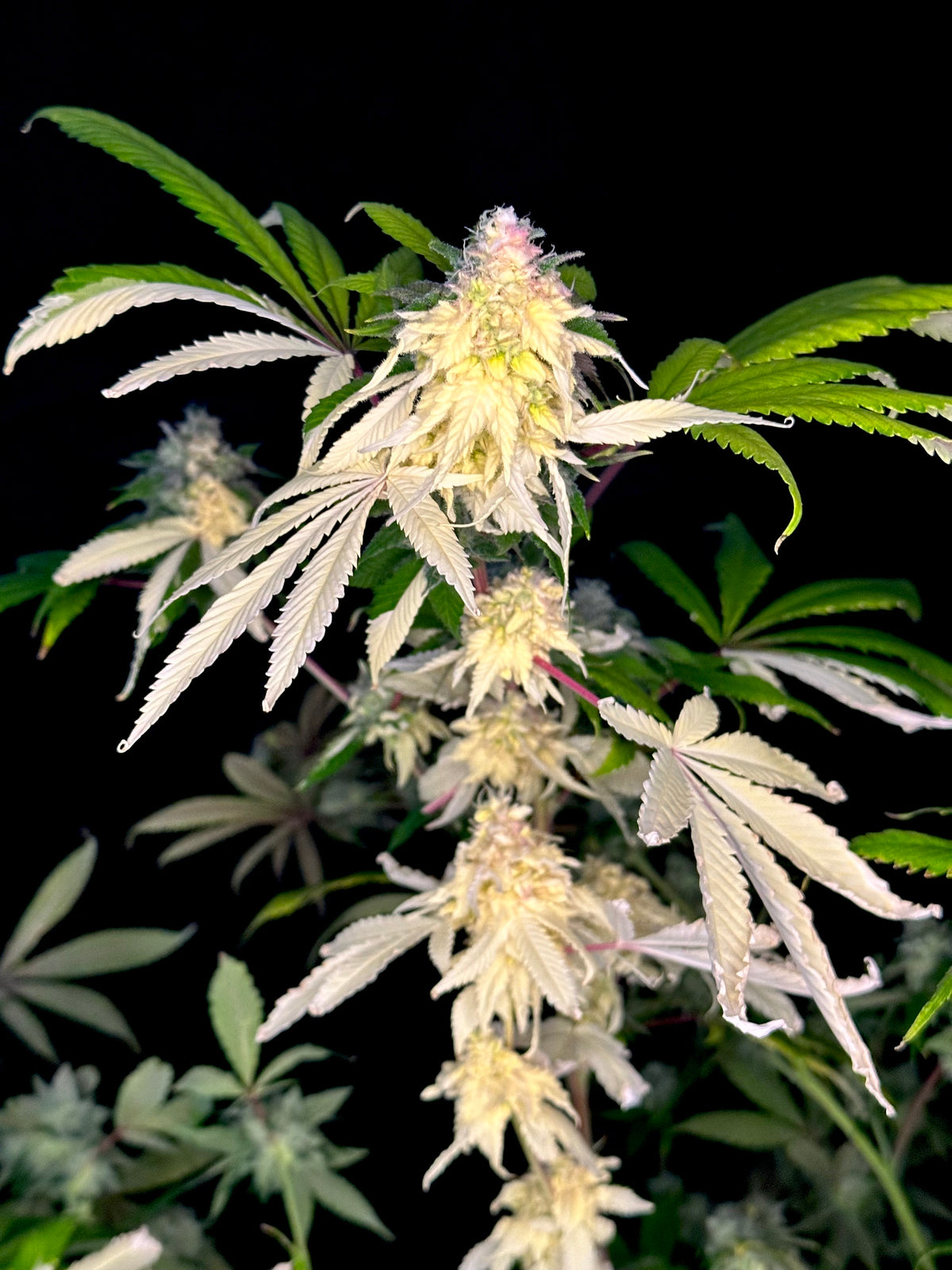 Variegated Parmigiano (Variegated Sour GPP x Guava Mezcal "Cheesus Christ Cut")