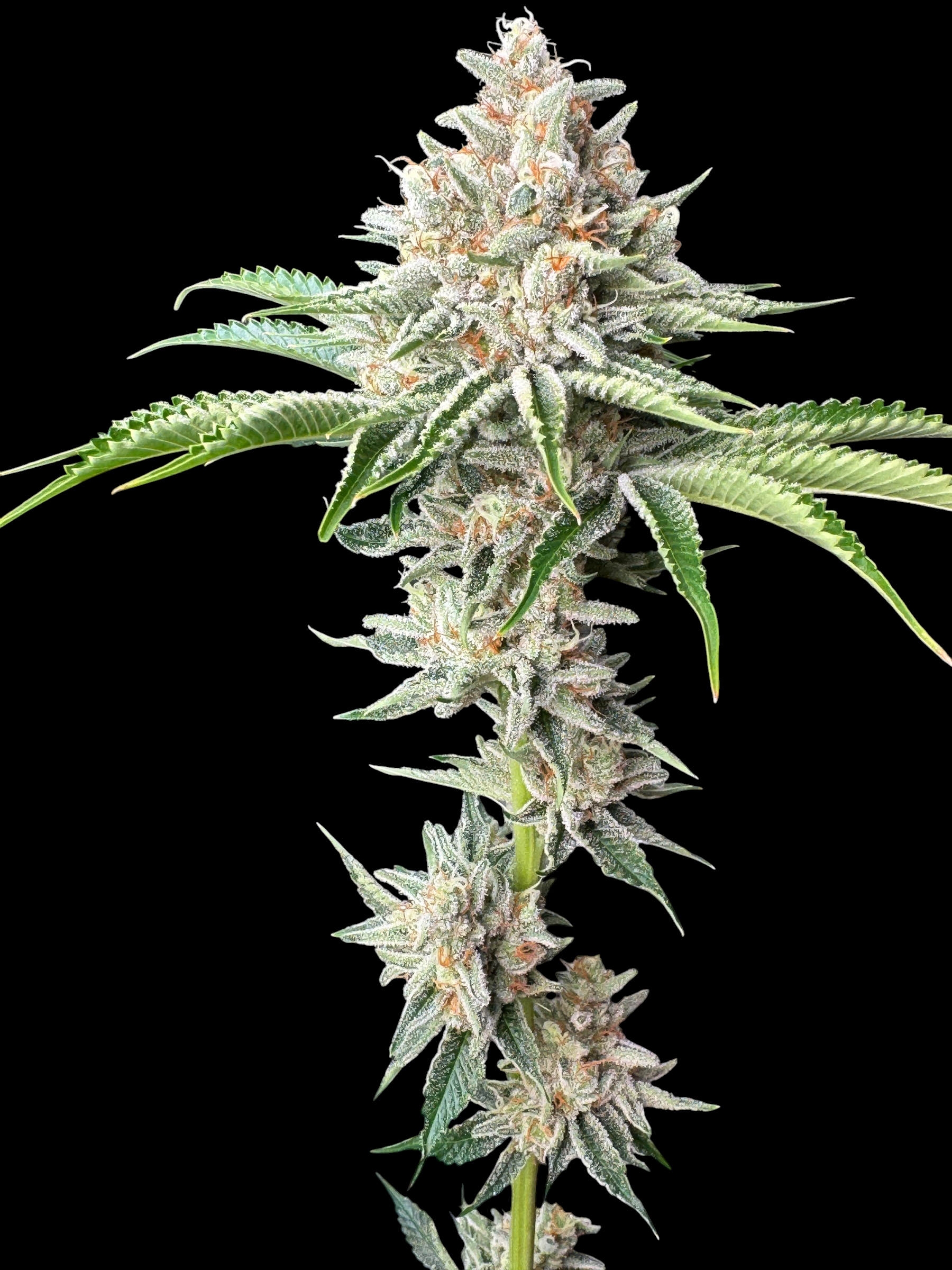 SourCenter OG ((Rainbow Haze "Rainbow Belts Haze Pheno") × Sour Melon)