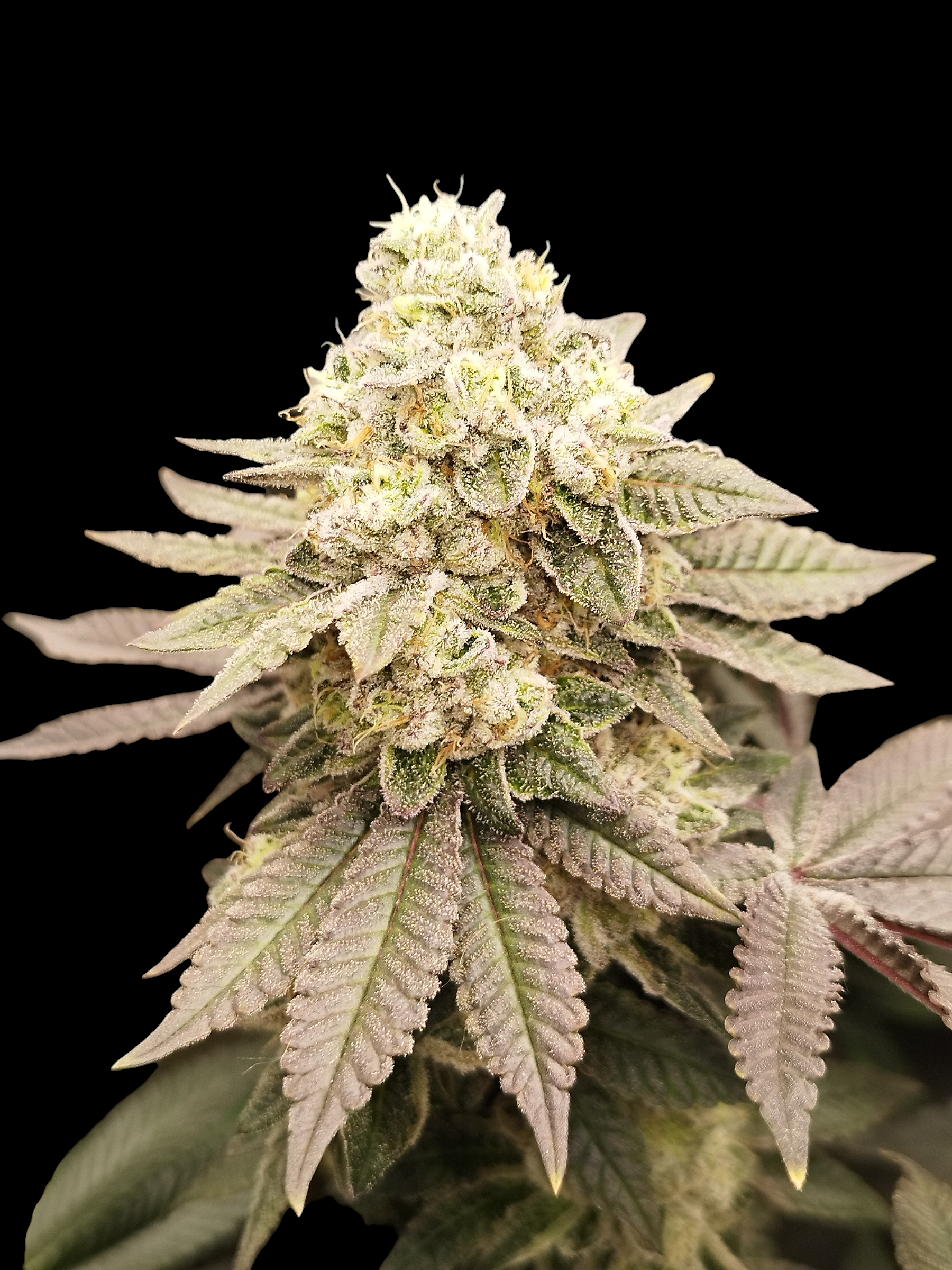 Soda Cream (Purple Octane x Spritzer)
