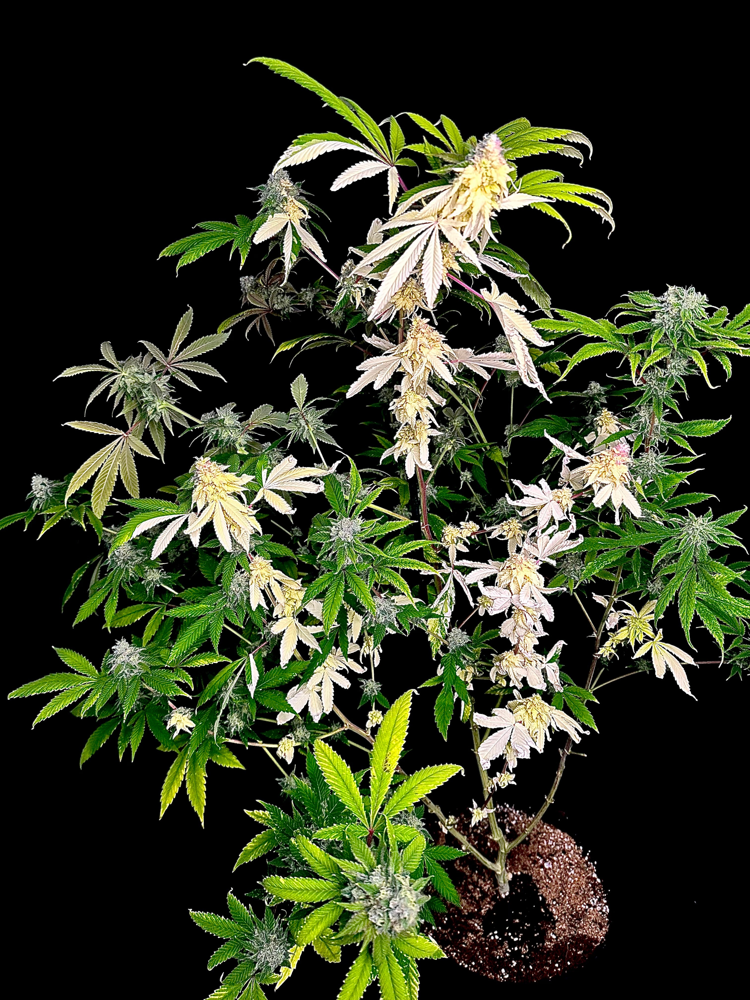 Variegated Parmigiano (Variegated Sour GPP x Guava Mezcal "Cheesus Christ Cut")