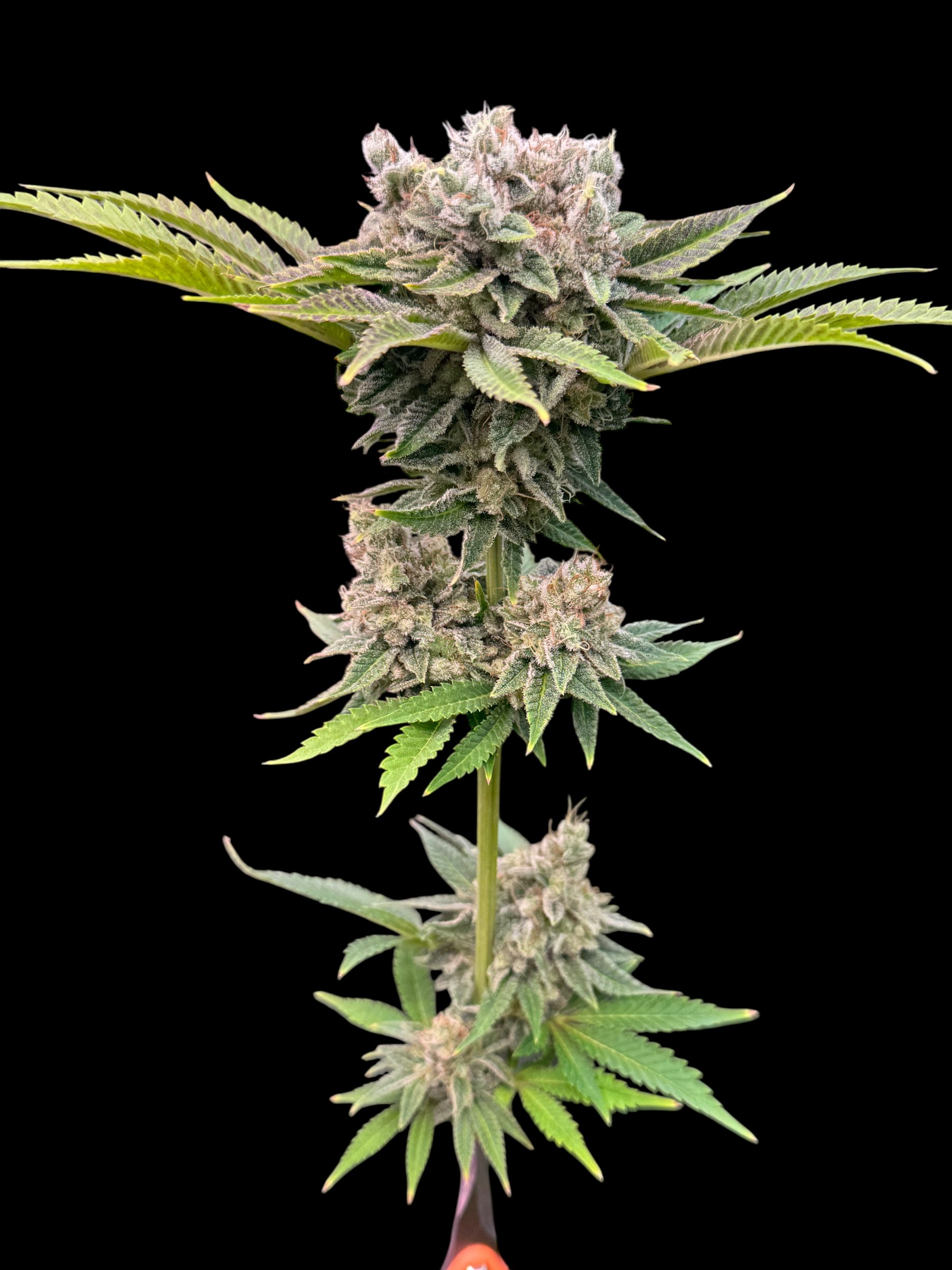Fruit Trees© (Forbidden Fruit Cake x Mentha de Croco Bx1 Fern)