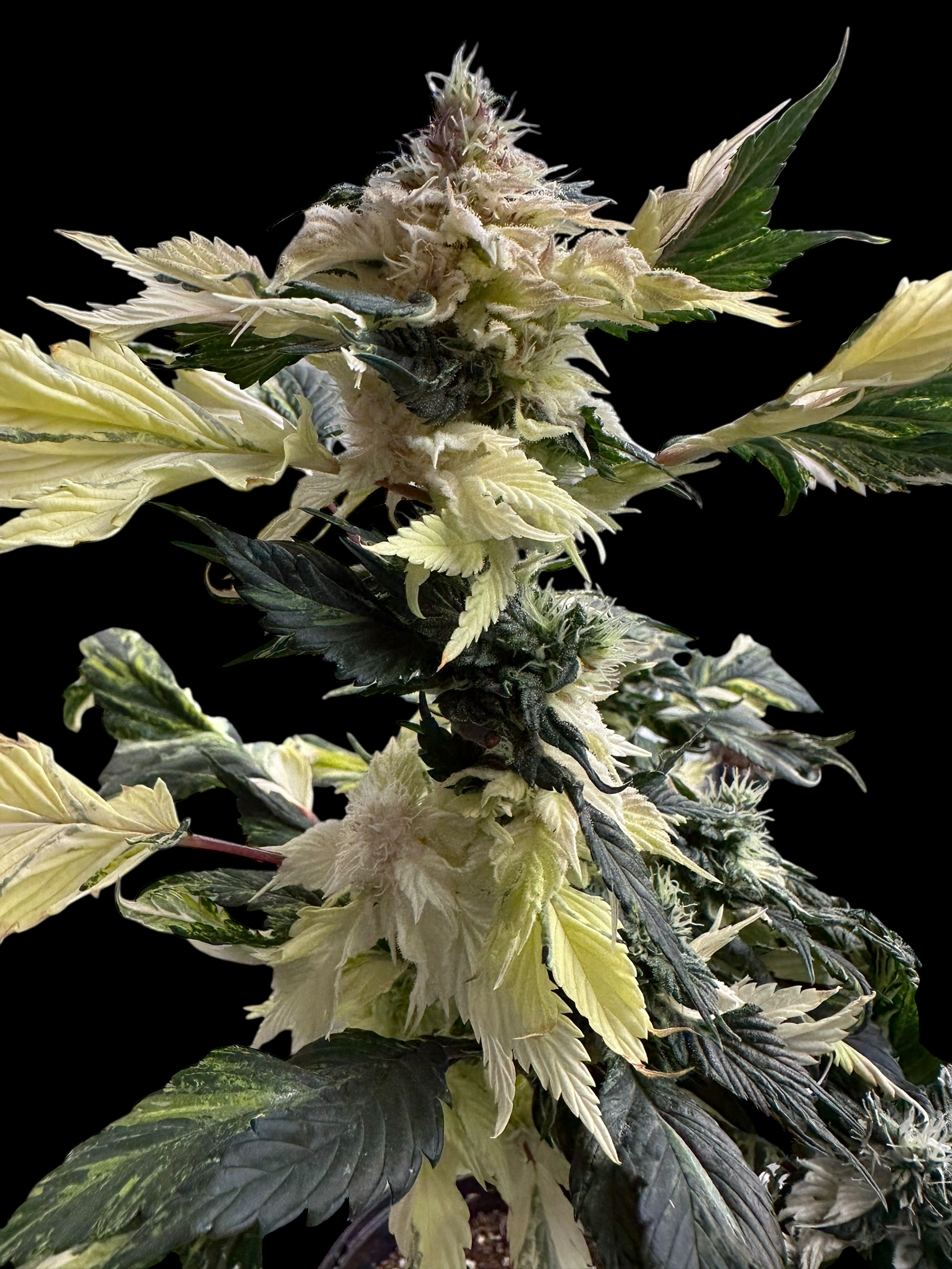 Variegated Sour Picasso© (Pink Pablo x (Sour Diesel Bx3 x Spicy Temptation GPP)