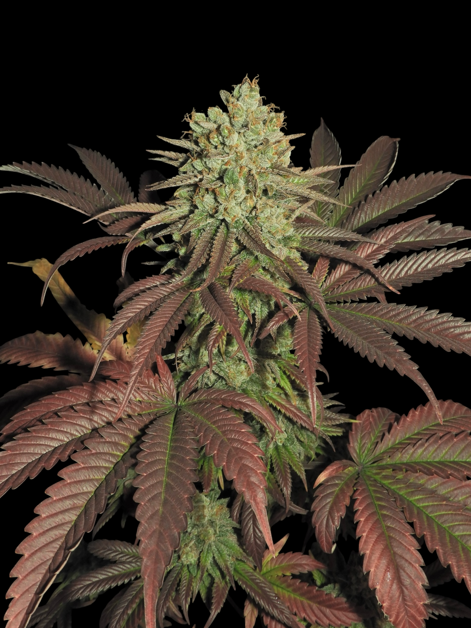 Haze D’Lux© (OG DLux Bx3 "Purple Haze Pheno" x Mentha de Croco Bx1)