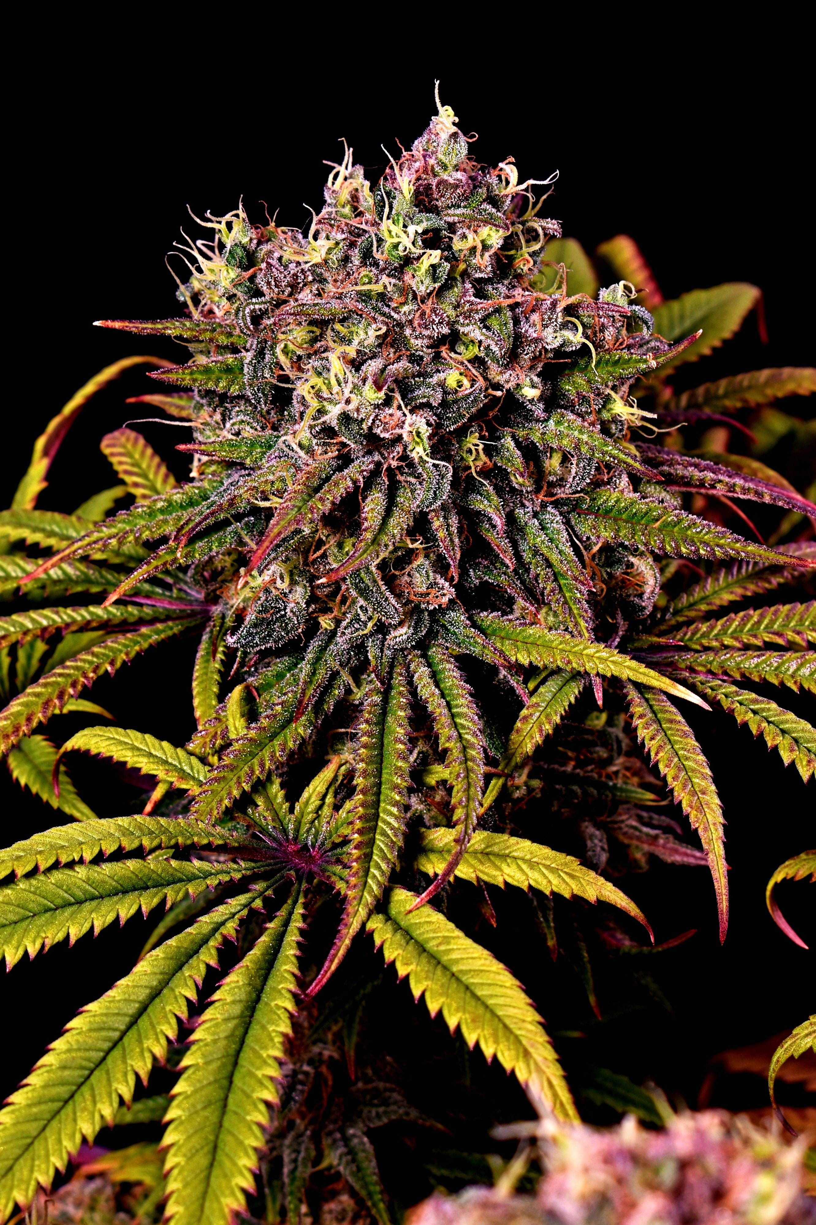 Tropical Swirl© Mutant Fem *Exclusive Free Seed*