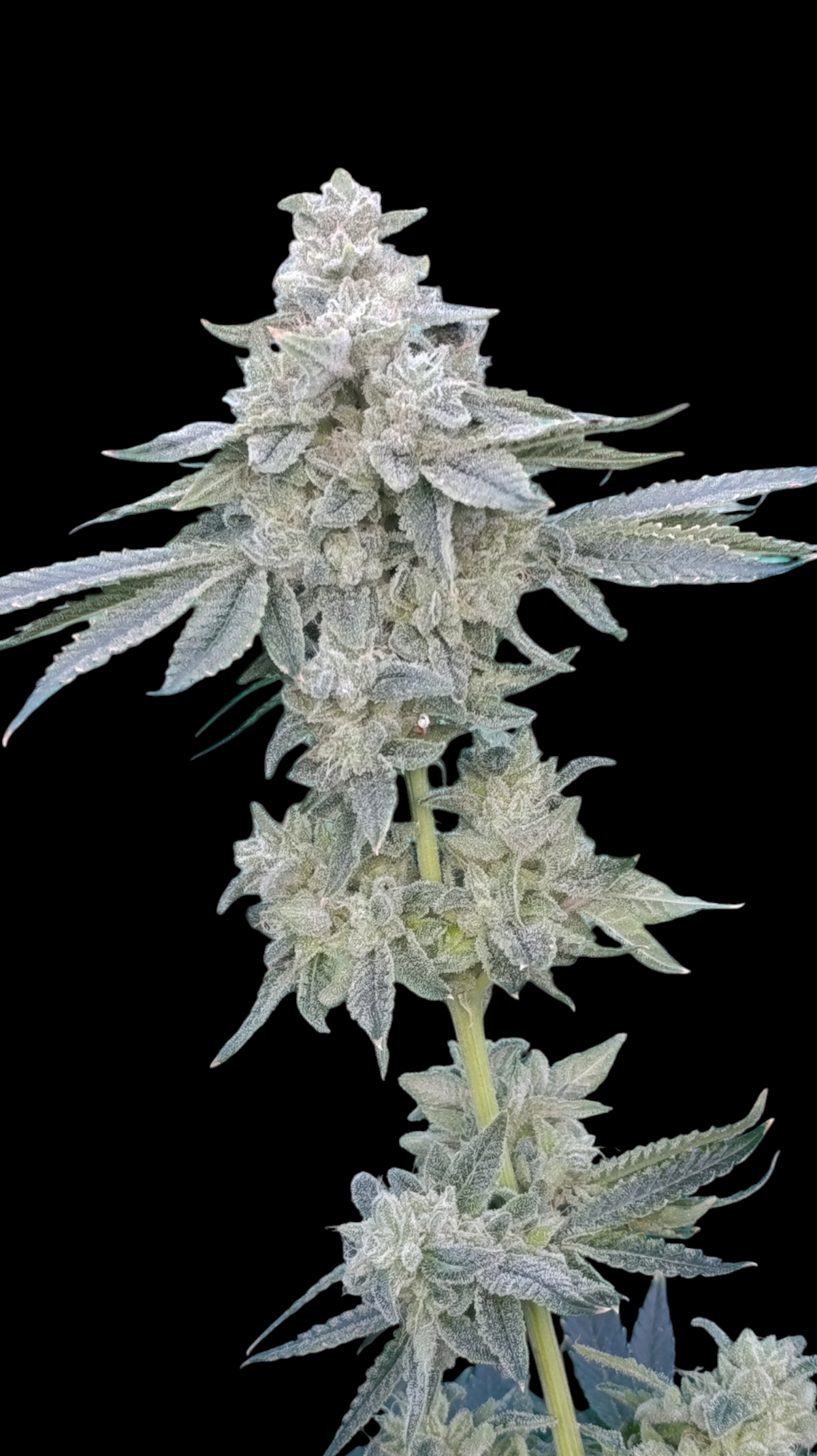 Zour MelonZ (Zbx1 F2 #8 x Sour Melon)