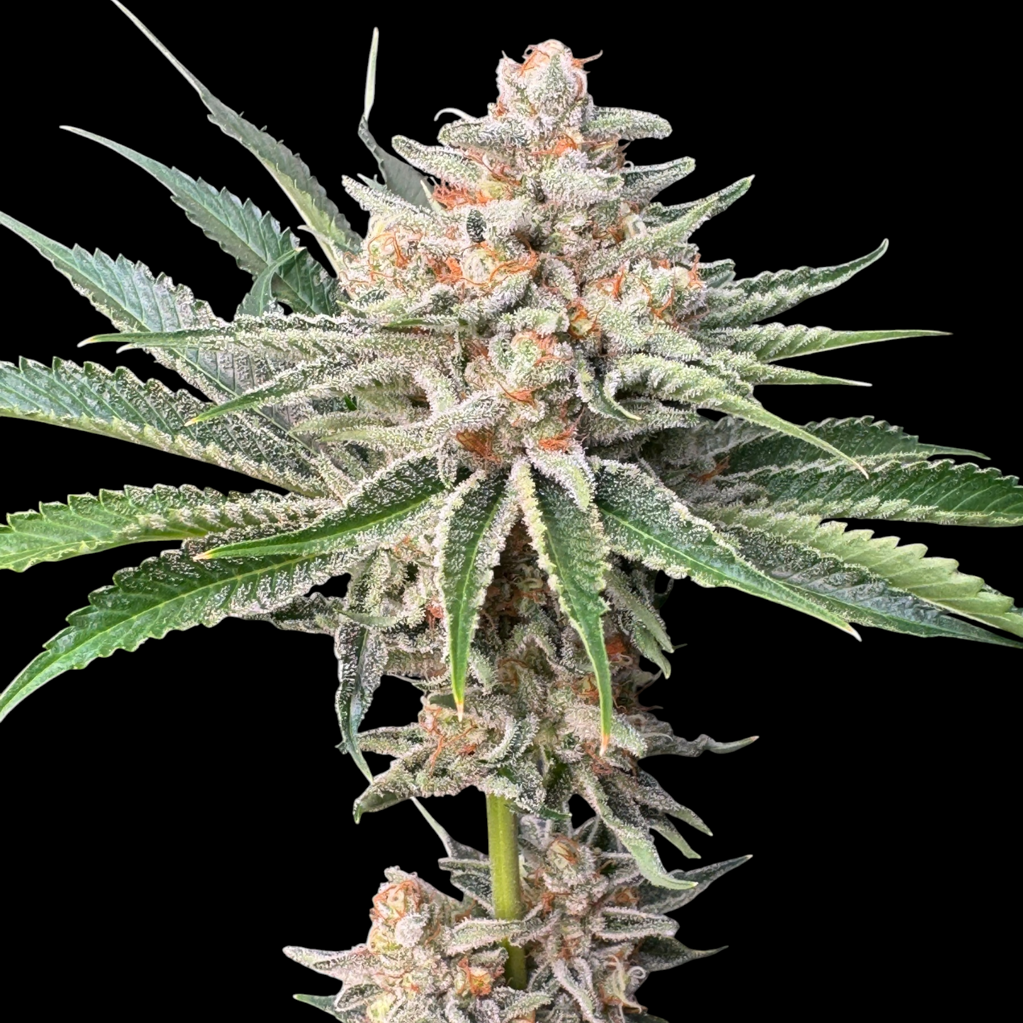 SourCenter OG