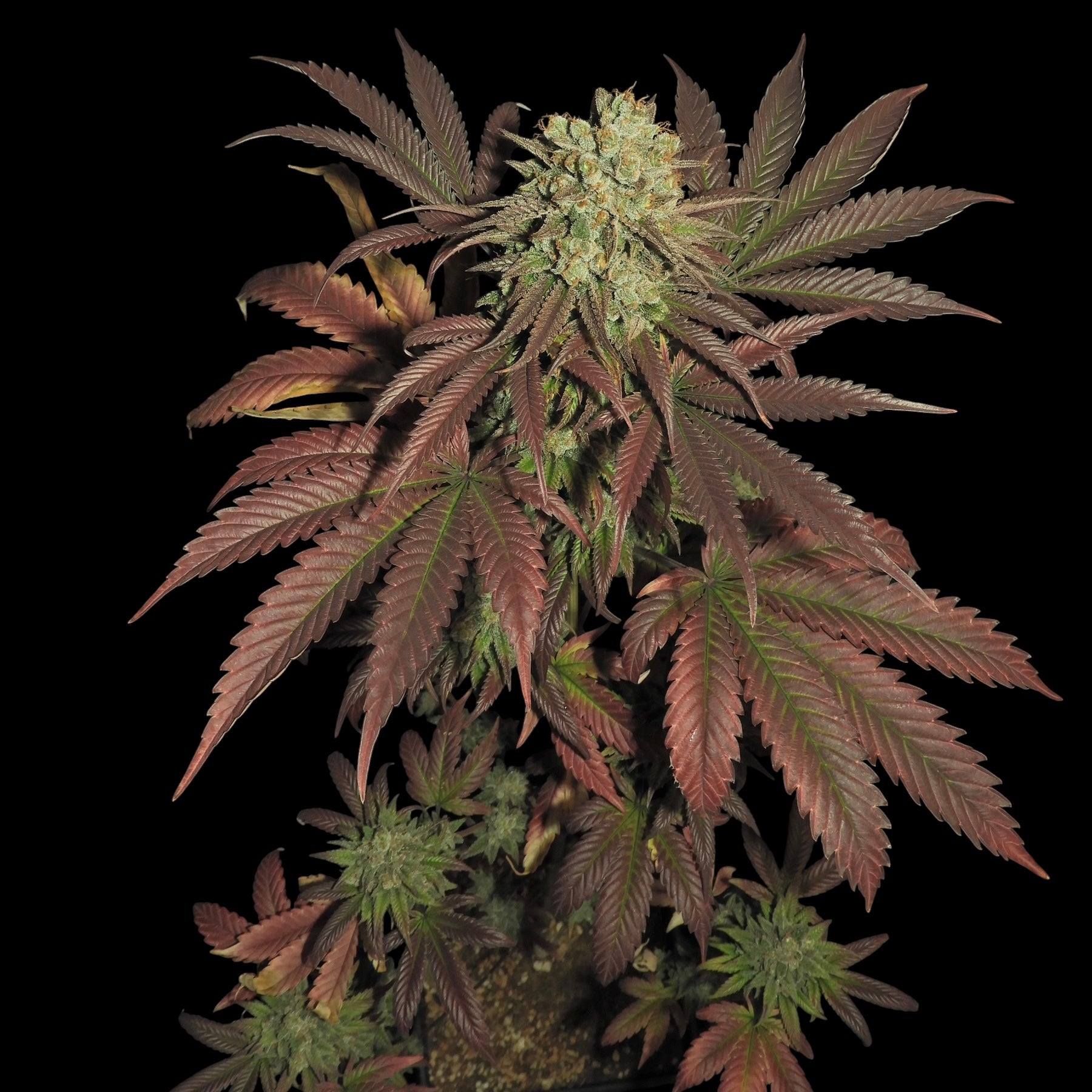 Haze D’Lux© Fem *LIMITED*