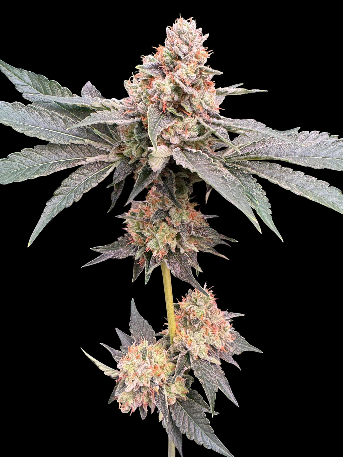 Rock4 (Mentha de Kosher x x Guava Mezcal "Cheesus Christ Cut")