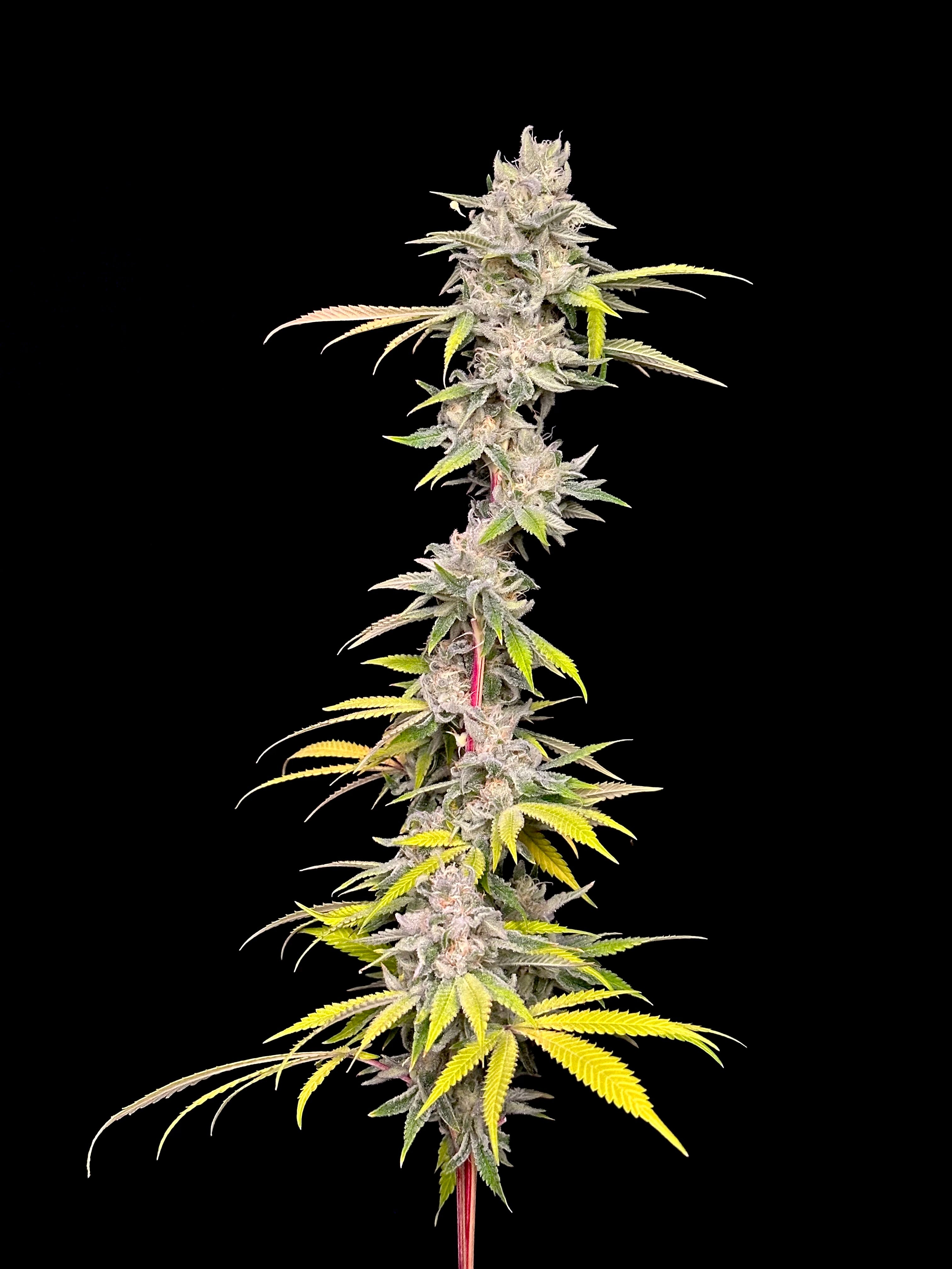 Sour Melon Mints (Sour Melon x Mentha de Croco Bx1 Fern)