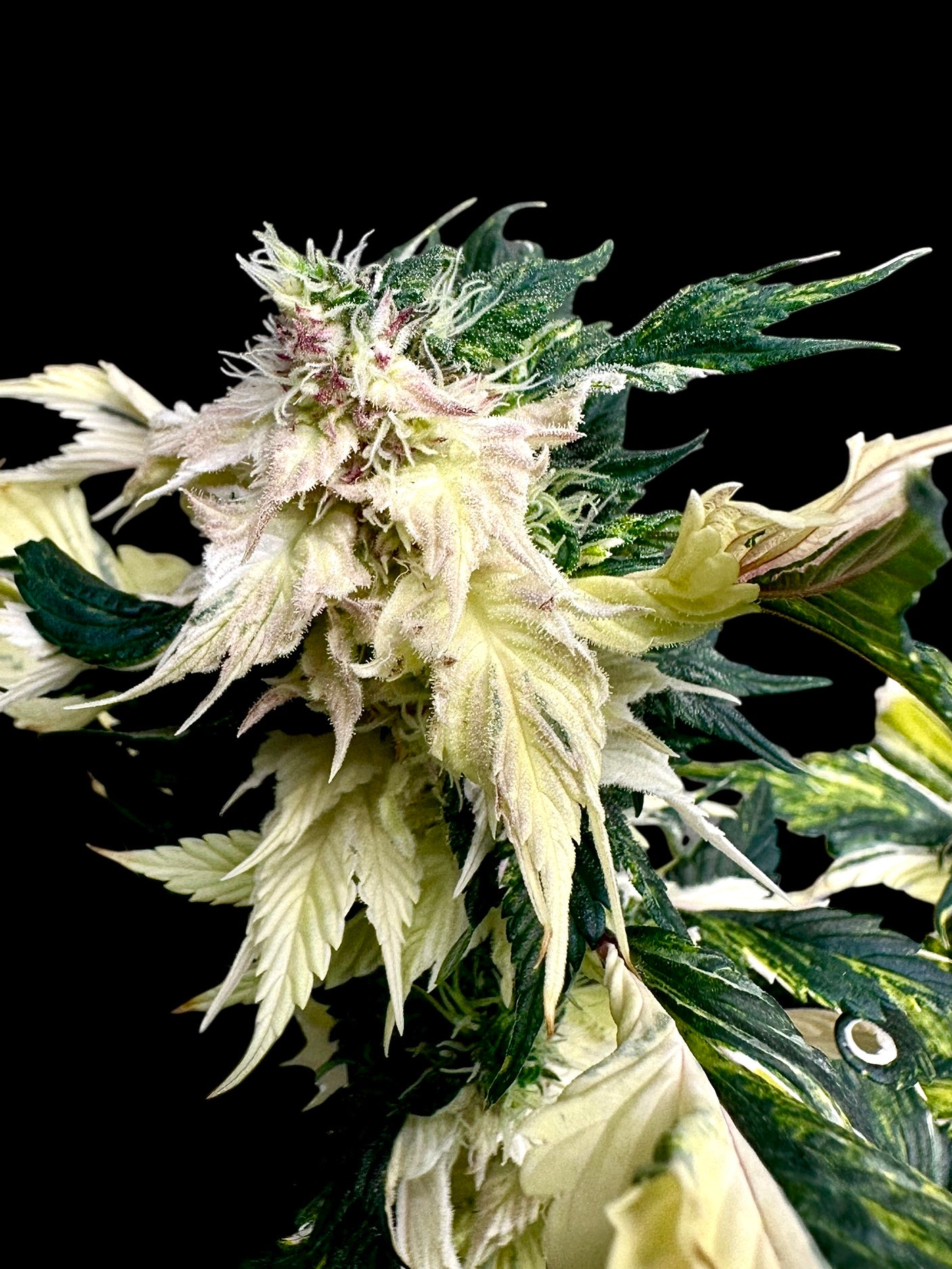 Variegated Sour Picasso© (Pink Pablo x (Sour Diesel Bx3 x Spicy Temptation GPP)