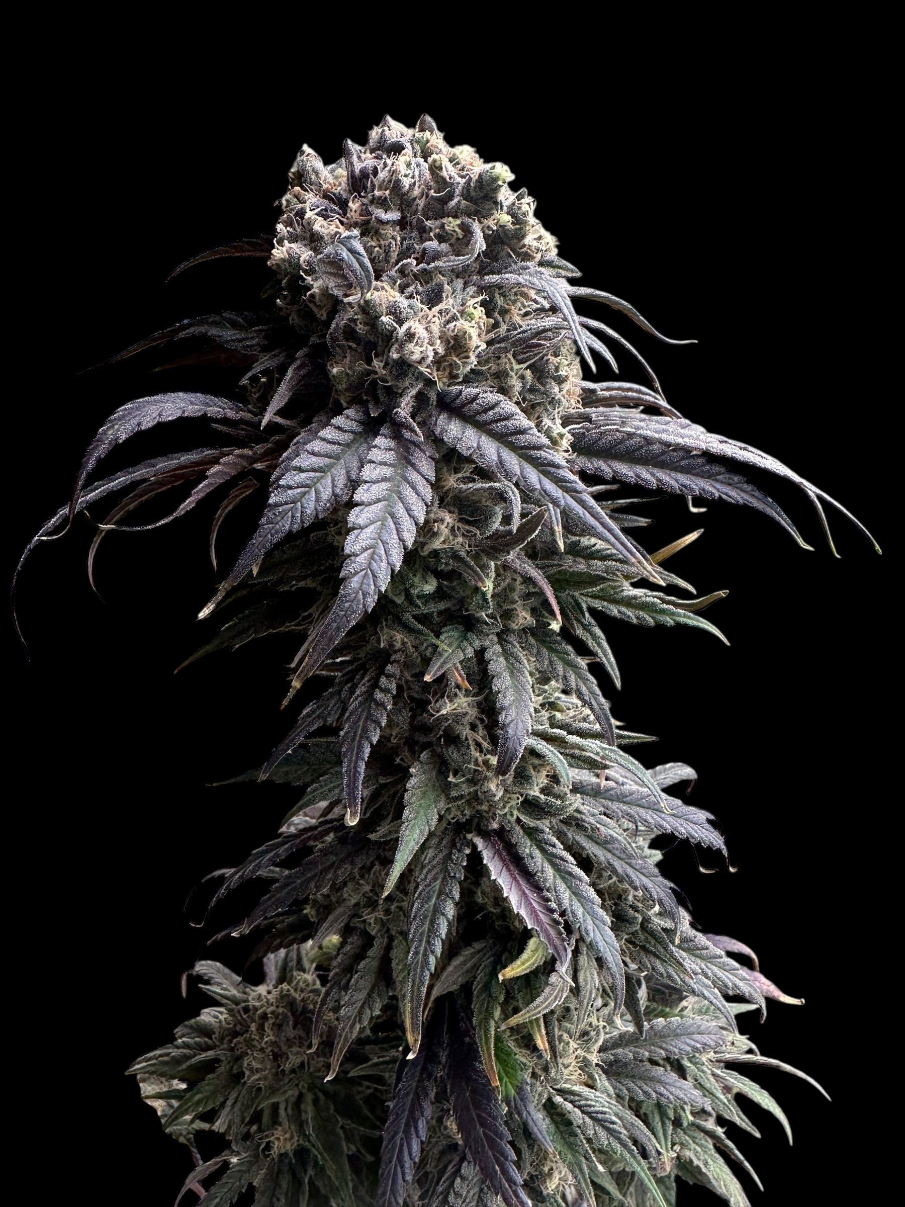 Zacatecas Skunk© Semi F1 Reg