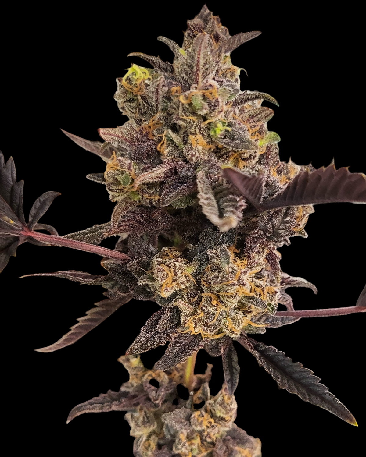 Skunktrail© (Remintz x Mentha de Croco Bx1)