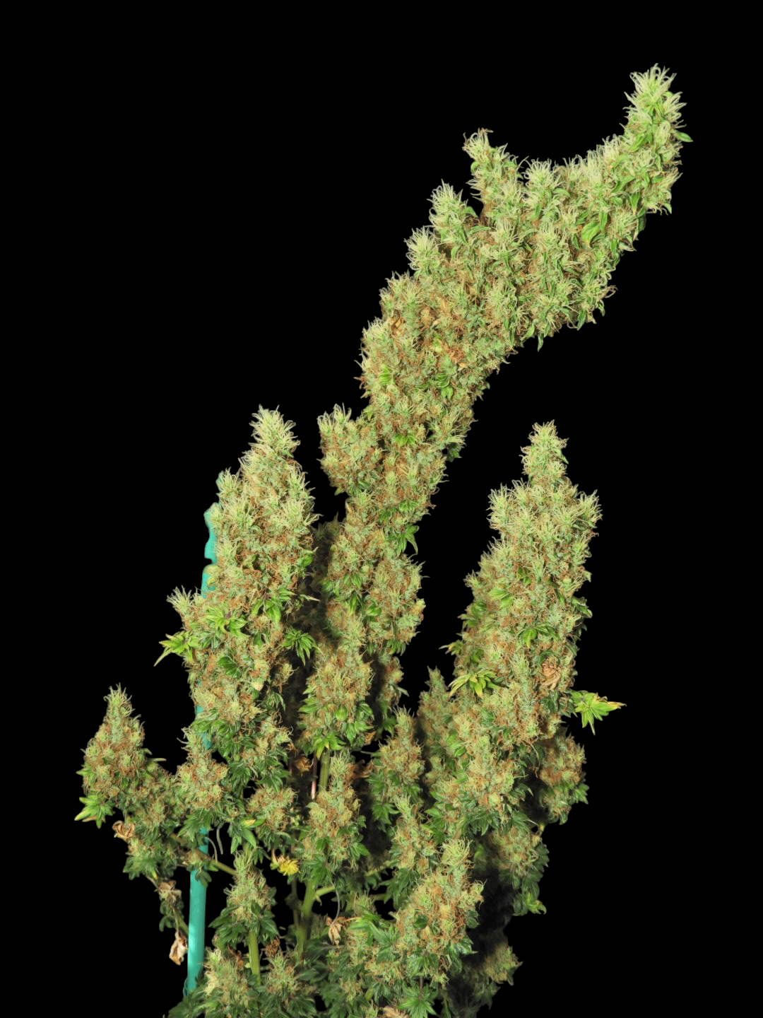 FlowOG ABC© Mutant Reg