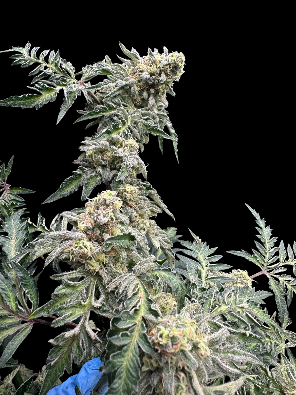 Zacatecas Cheese (Zacatecas Skunk x Guava Mezcal "Cheesus Christ Cut")